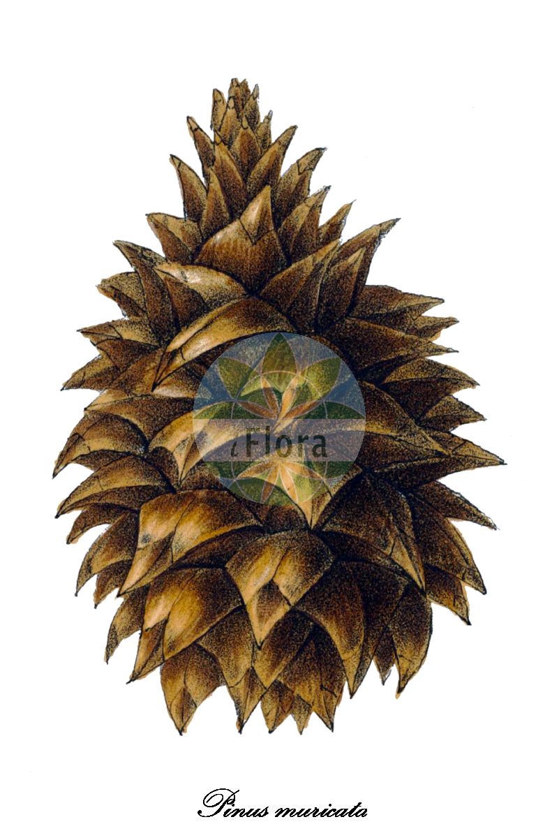 Historische Abbildung von Pinus muricata (Bischofs-Kiefer - Bishop pine). Das Bild zeigt Blatt, Bluete, Frucht und Same. ---- Historical Drawing of Pinus muricata (Bischofs-Kiefer - Bishop pine). The image is showing leaf, flower, fruit and seed.(Pinus muricata,Bischofs-Kiefer,Bishop pine,Pinus,Kiefer,Pine,Pinaceae,Kieferngewächse,Pine Family,Blatt,Bluete,Frucht,Same,leaf,flower,fruit,seed,Antoine (1840))