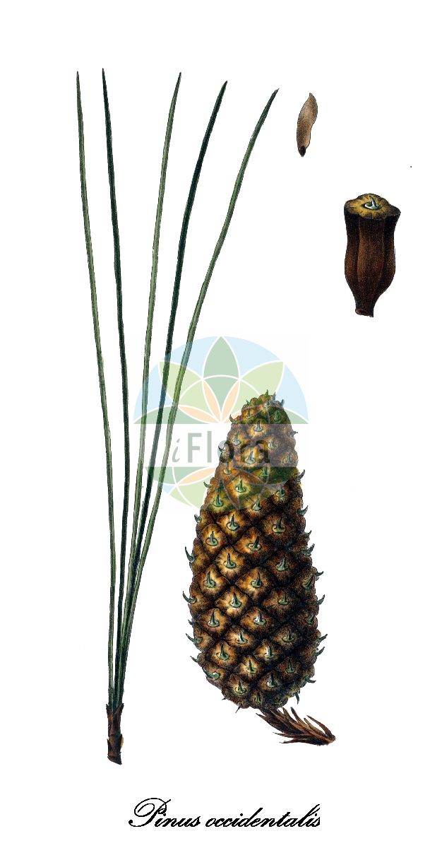 Historische Abbildung von Pinus occidentalis. Das Bild zeigt Blatt, Bluete, Frucht und Same. ---- Historical Drawing of Pinus occidentalis. The image is showing leaf, flower, fruit and seed.(Pinus occidentalis,Pinus,Kiefer,Pine,Pinaceae,Kieferngewächse,Pine Family,Blatt,Bluete,Frucht,Same,leaf,flower,fruit,seed,Antoine (1840))