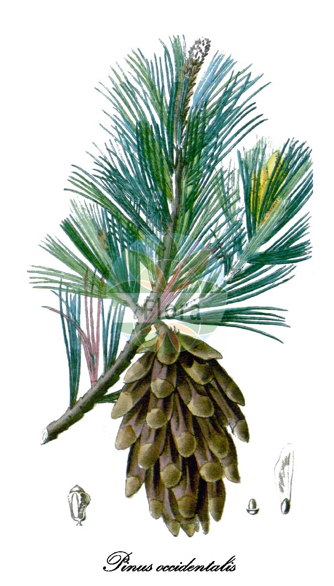 Historische Abbildung von Pinus occidentalis. Das Bild zeigt Blatt, Bluete, Frucht und Same. ---- Historical Drawing of Pinus occidentalis. The image is showing leaf, flower, fruit and seed.(Pinus occidentalis,Pinus,Kiefer,Pine,Pinaceae,Kieferngewächse,Pine Family,Blatt,Bluete,Frucht,Same,leaf,flower,fruit,seed,Descourtilz (1821-1829))