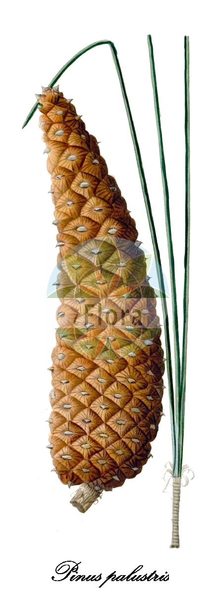 Historische Abbildung von Pinus palustris (Longleaf pine). Das Bild zeigt Blatt, Bluete, Frucht und Same. ---- Historical Drawing of Pinus palustris (Longleaf pine). The image is showing leaf, flower, fruit and seed.(Pinus palustris,Longleaf pine,Pinus,Kiefer,Pine,Pinaceae,Kieferngewächse,Pine Family,Blatt,Bluete,Frucht,Same,leaf,flower,fruit,seed,Duhamel du Monceau (1755-1768))