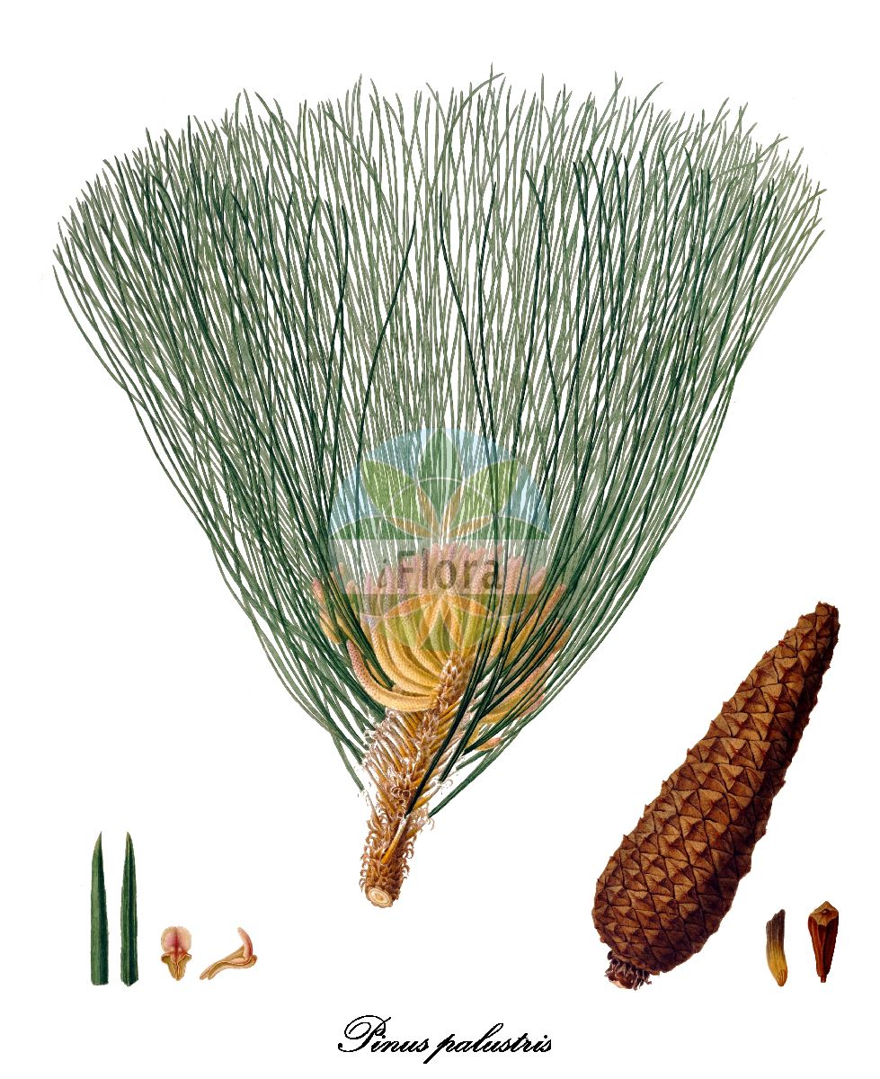 Historische Abbildung von Pinus palustris (Longleaf pine). Das Bild zeigt Blatt, Bluete, Frucht und Same. ---- Historical Drawing of Pinus palustris (Longleaf pine). The image is showing leaf, flower, fruit and seed.(Pinus palustris,Longleaf pine,Pinus,Kiefer,Pine,Pinaceae,Kieferngewächse,Pine Family,Blatt,Bluete,Frucht,Same,leaf,flower,fruit,seed,Lambert (1803-1824))