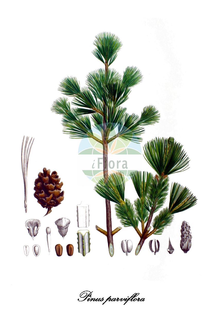 Historische Abbildung von Pinus parviflora (Japanische Weiß-Kiefer). Das Bild zeigt Blatt, Bluete, Frucht und Same. ---- Historical Drawing of Pinus parviflora (Japanische Weiß-Kiefer). The image is showing leaf, flower, fruit and seed.(Pinus parviflora,Japanische Weiß-Kiefer,Maedchen-Kiefer,Pinus,Kiefer,Pine,Pinaceae,Kieferngewächse,Pine Family,Blatt,Bluete,Frucht,Same,leaf,flower,fruit,seed,von Siebold & Zuccarini (1835-1875))