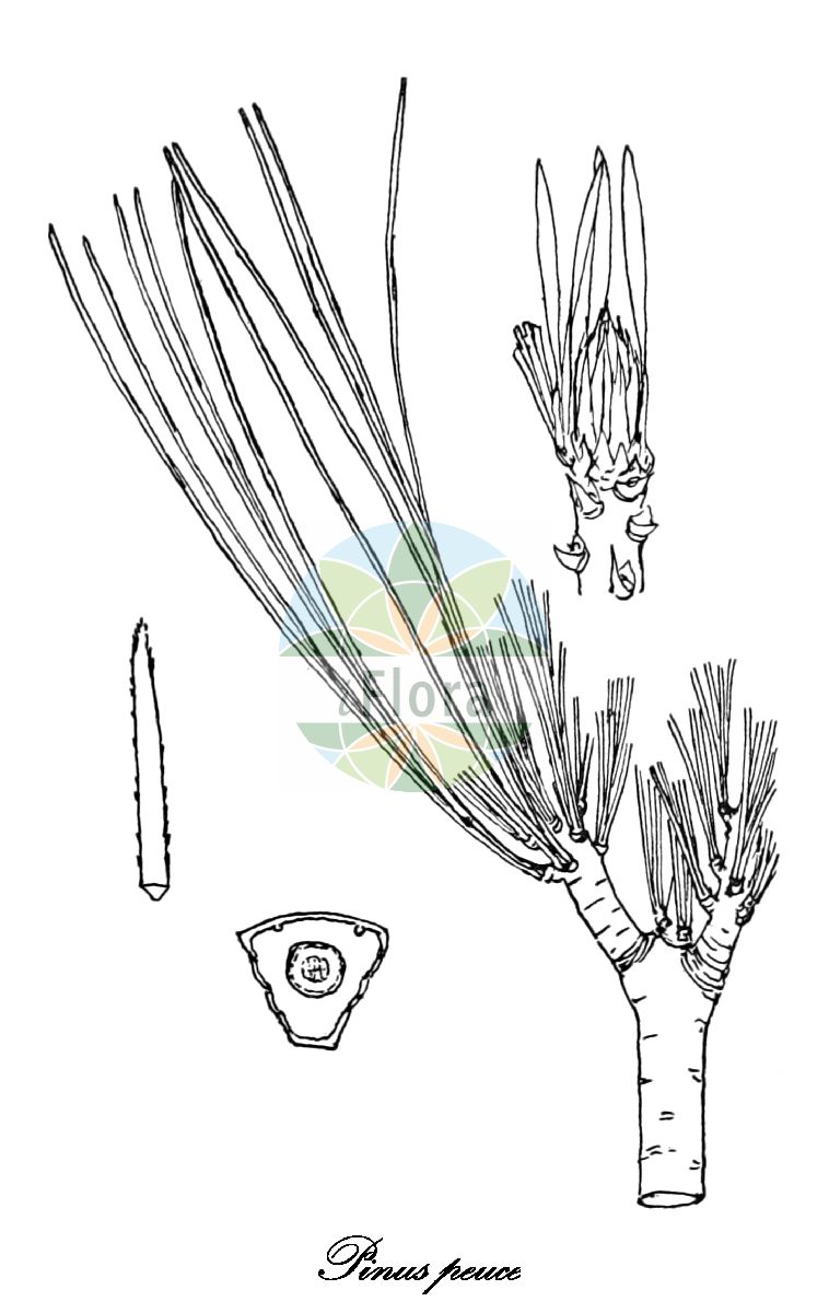 Historische Abbildung von Pinus peuce (Macedonische Kiefer - Macedonian Pine). Das Bild zeigt Blatt, Bluete, Frucht und Same. ---- Historical Drawing of Pinus peuce (Macedonische Kiefer - Macedonian Pine). The image is showing leaf, flower, fruit and seed.(Pinus peuce,Macedonische Kiefer,Macedonian Pine,Pinus,Kiefer,Pine,Pinaceae,Kieferngewächse,Pine Family,Blatt,Bluete,Frucht,Same,leaf,flower,fruit,seed,Dallimore & Bruce (1923))