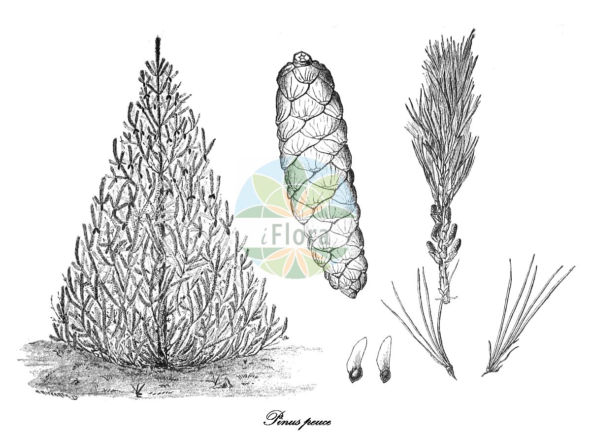 Historische Abbildung von Pinus peuce (Macedonische Kiefer - Macedonian Pine). Das Bild zeigt Blatt, Bluete, Frucht und Same. ---- Historical Drawing of Pinus peuce (Macedonische Kiefer - Macedonian Pine). The image is showing leaf, flower, fruit and seed.(Pinus peuce,Macedonische Kiefer,Macedonian Pine,Pinus,Kiefer,Pine,Pinaceae,Kieferngewächse,Pine Family,Blatt,Bluete,Frucht,Same,leaf,flower,fruit,seed,Gartenflora (1889))