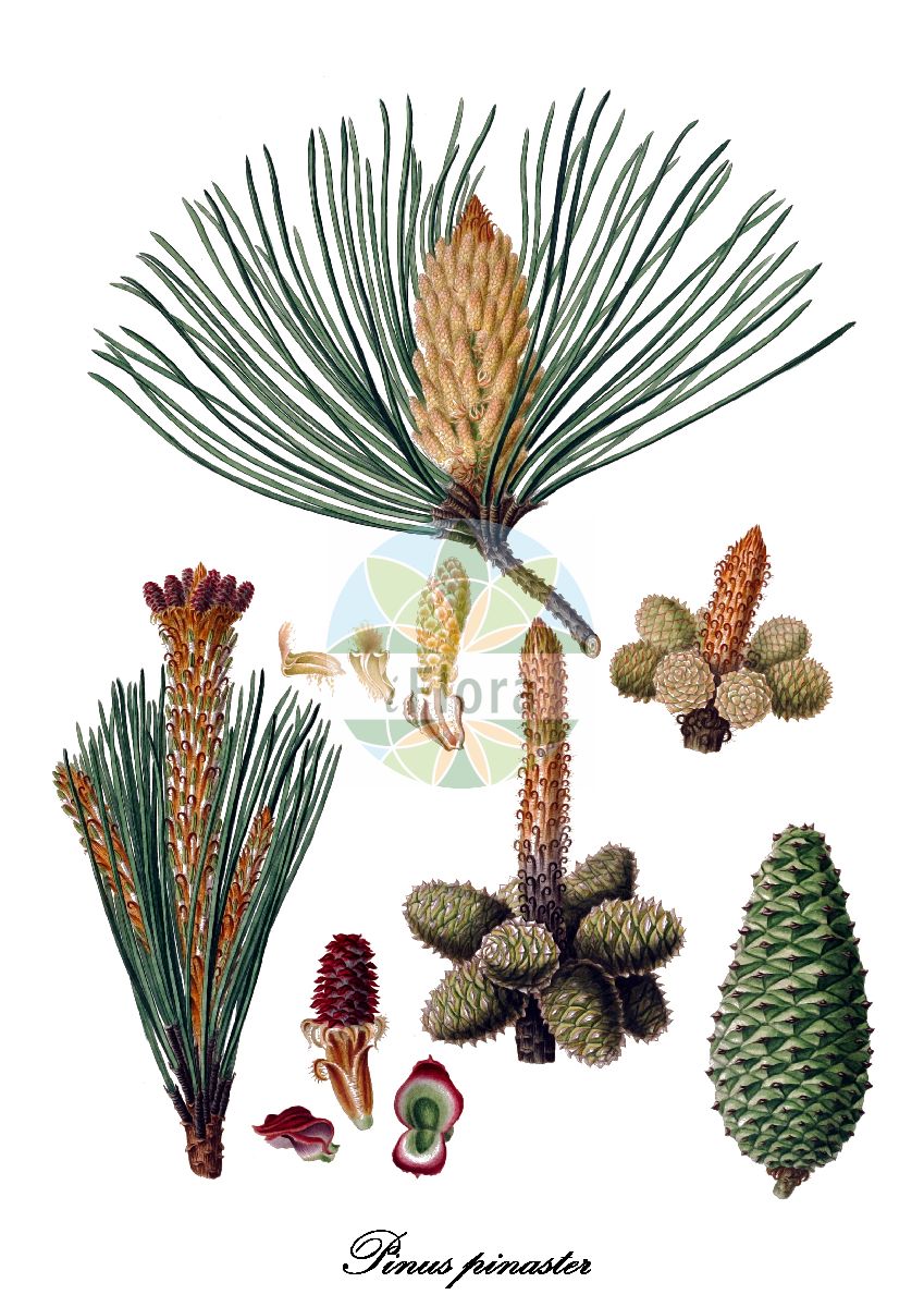 Historische Abbildung von Pinus pinaster (Igel-Föhre - Maritime Pine). Das Bild zeigt Blatt, Bluete, Frucht und Same. ---- Historical Drawing of Pinus pinaster (Igel-Föhre - Maritime Pine). The image is showing leaf, flower, fruit and seed.(Pinus pinaster,Igel-Föhre,Maritime Pine,Pinus,Kiefer,Pine,Pinaceae,Kieferngewächse,Pine Family,Blatt,Bluete,Frucht,Same,leaf,flower,fruit,seed,Lambert (1803-1824))