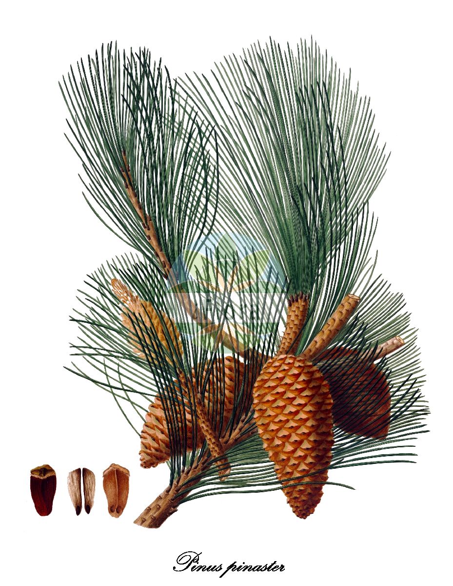 Historische Abbildung von Pinus pinaster (Igel-Föhre - Maritime Pine). Das Bild zeigt Blatt, Bluete, Frucht und Same. ---- Historical Drawing of Pinus pinaster (Igel-Föhre - Maritime Pine). The image is showing leaf, flower, fruit and seed.(Pinus pinaster,Igel-Föhre,Maritime Pine,Pinus,Kiefer,Pine,Pinaceae,Kieferngewächse,Pine Family,Blatt,Bluete,Frucht,Same,leaf,flower,fruit,seed,Lambert (1803-1824))