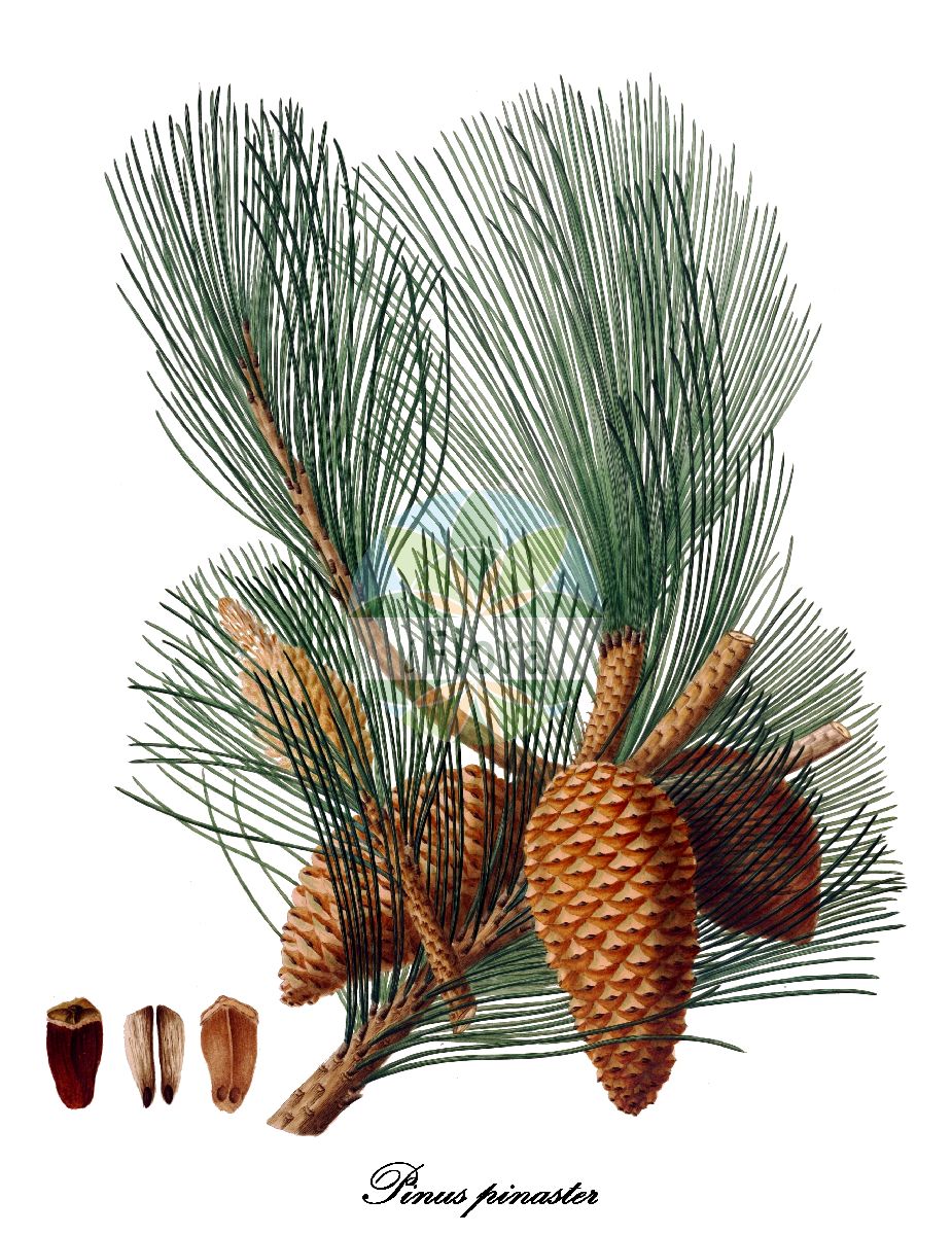 Historische Abbildung von Pinus pinaster (Igel-Föhre - Maritime Pine). Das Bild zeigt Blatt, Bluete, Frucht und Same. ---- Historical Drawing of Pinus pinaster (Igel-Föhre - Maritime Pine). The image is showing leaf, flower, fruit and seed.(Pinus pinaster,Igel-Föhre,Maritime Pine,Pinus,Kiefer,Pine,Pinaceae,Kieferngewächse,Pine Family,Blatt,Bluete,Frucht,Same,leaf,flower,fruit,seed,Lambert (1803-1824))