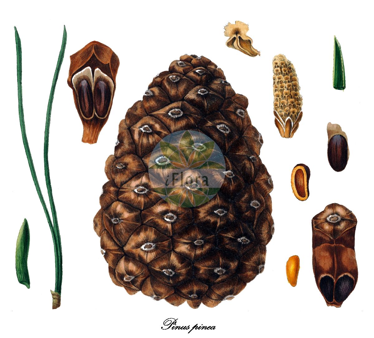 Historische Abbildung von Pinus pinea (Pinea). Das Bild zeigt Blatt, Bluete, Frucht und Same. ---- Historical Drawing of Pinus pinea (Pinea). The image is showing leaf, flower, fruit and seed.(Pinus pinea,Pinea,Pinus,Kiefer,Pine,Pinaceae,Kieferngewächse,Pine Family,Blatt,Bluete,Frucht,Same,leaf,flower,fruit,seed,Antoine (1840))