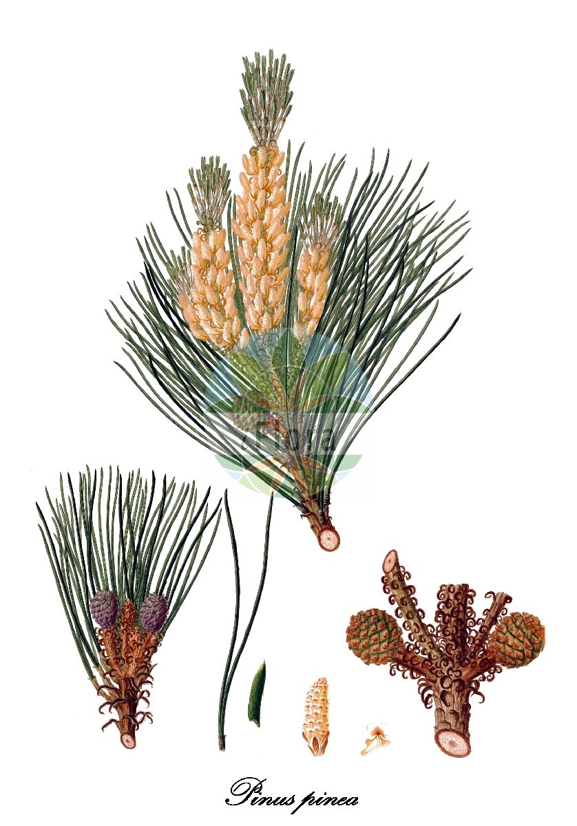 Historische Abbildung von Pinus pinea (Pinea). Das Bild zeigt Blatt, Bluete, Frucht und Same. ---- Historical Drawing of Pinus pinea (Pinea). The image is showing leaf, flower, fruit and seed.(Pinus pinea,Pinea,Pinus,Kiefer,Pine,Pinaceae,Kieferngewächse,Pine Family,Blatt,Bluete,Frucht,Same,leaf,flower,fruit,seed,Lambert (1803-1824))