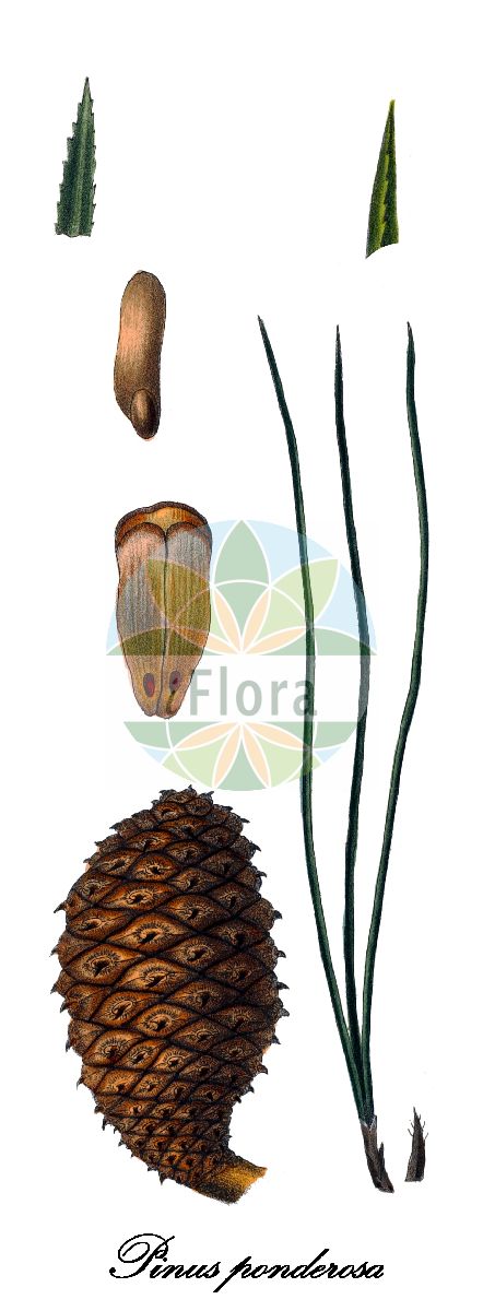 Historische Abbildung von Pinus ponderosa (Gelb-Kiefer - Western Yellow-pine). Das Bild zeigt Blatt, Bluete, Frucht und Same. ---- Historical Drawing of Pinus ponderosa (Gelb-Kiefer - Western Yellow-pine). The image is showing leaf, flower, fruit and seed.(Pinus ponderosa,Gelb-Kiefer,Western Yellow-pine,Pinus scopulorum,Pinus,Kiefer,Pine,Pinaceae,Kieferngewächse,Pine Family,Blatt,Bluete,Frucht,Same,leaf,flower,fruit,seed,Antoine (1840))