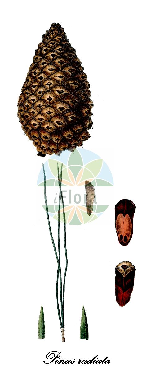 Historische Abbildung von Pinus radiata (Monterey-Kiefer - Monterey Pine). Das Bild zeigt Blatt, Bluete, Frucht und Same. ---- Historical Drawing of Pinus radiata (Monterey-Kiefer - Monterey Pine). The image is showing leaf, flower, fruit and seed.(Pinus radiata,Monterey-Kiefer,Monterey Pine,Pinus insignis,Pinus,Kiefer,Pine,Pinaceae,Kieferngewächse,Pine Family,Blatt,Bluete,Frucht,Same,leaf,flower,fruit,seed,Antoine (1840))