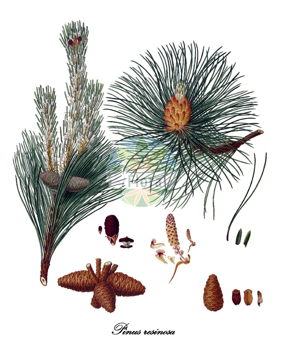 Historische Abbildung von Pinus resinosa (Rot-Kiefer - Red Pine). Das Bild zeigt Blatt, Bluete, Frucht und Same. ---- Historical Drawing of Pinus resinosa (Rot-Kiefer - Red Pine). The image is showing leaf, flower, fruit and seed.(Pinus resinosa,Rot-Kiefer,Red Pine,Pinus,Kiefer,Pine,Pinaceae,Kieferngewächse,Pine Family,Blatt,Bluete,Frucht,Same,leaf,flower,fruit,seed,Lambert (1803-1824))