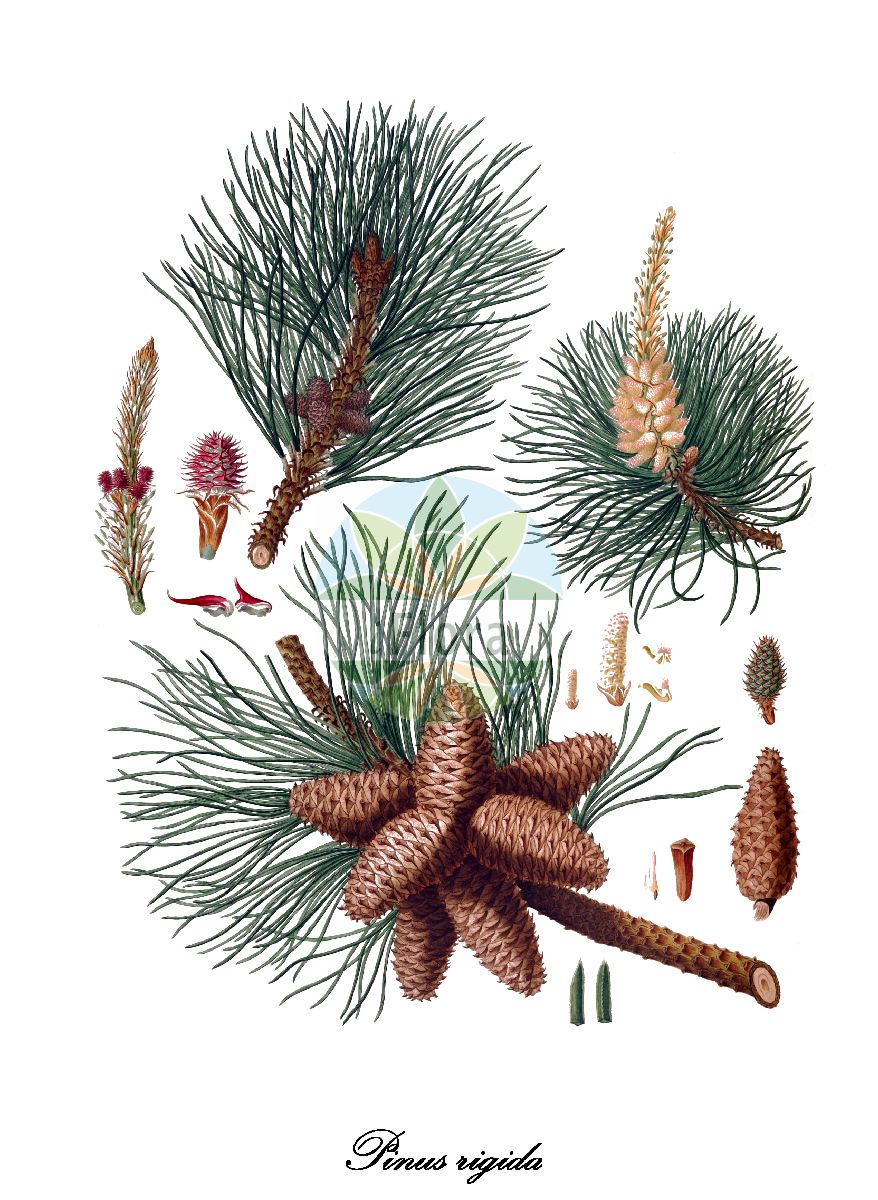 Historische Abbildung von Pinus rigida (Pech-Kiefer - Pitch pine). Das Bild zeigt Blatt, Bluete, Frucht und Same. ---- Historical Drawing of Pinus rigida (Pech-Kiefer - Pitch pine). The image is showing leaf, flower, fruit and seed.(Pinus rigida,Pech-Kiefer,Pitch pine,Pinus,Kiefer,Pine,Pinaceae,Kieferngewächse,Pine Family,Blatt,Bluete,Frucht,Same,leaf,flower,fruit,seed,Lambert (1803-1824))