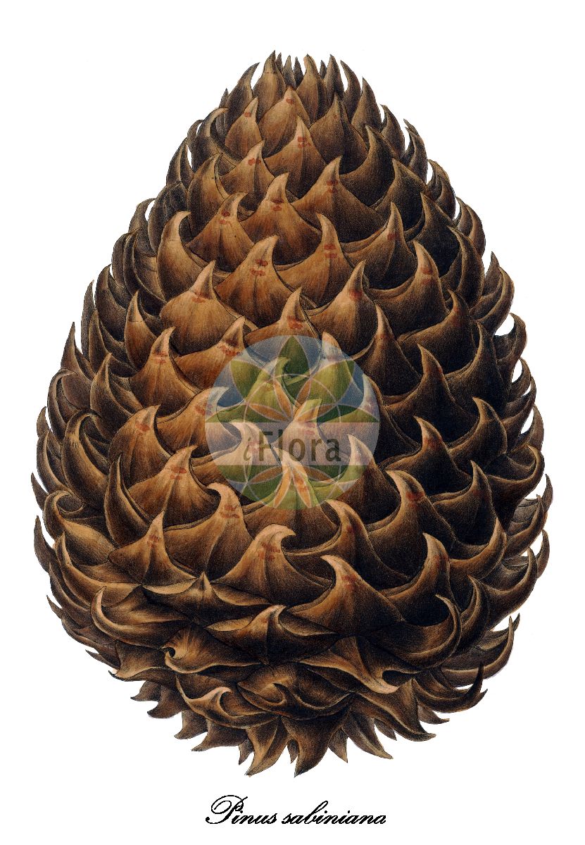 Historische Abbildung von Pinus sabiniana (Digger pine). Das Bild zeigt Blatt, Bluete, Frucht und Same. ---- Historical Drawing of Pinus sabiniana (Digger pine). The image is showing leaf, flower, fruit and seed.(Pinus sabiniana,Digger pine,Pinus,Kiefer,Pine,Pinaceae,Kieferngewächse,Pine Family,Blatt,Bluete,Frucht,Same,leaf,flower,fruit,seed,Antoine (1840))