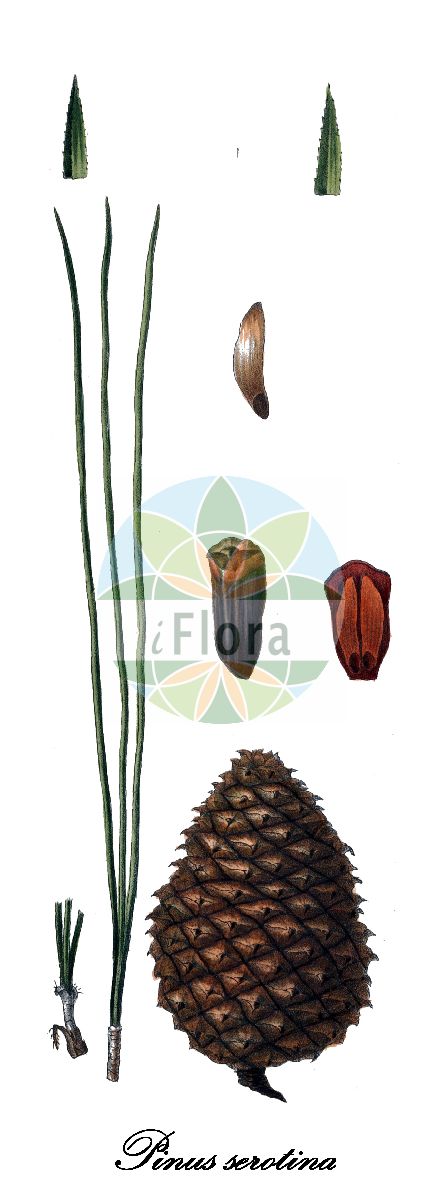 Historische Abbildung von Pinus serotina (Pond pine). Das Bild zeigt Blatt, Bluete, Frucht und Same. ---- Historical Drawing of Pinus serotina (Pond pine). The image is showing leaf, flower, fruit and seed.(Pinus serotina,Pond pine,Pinus,Kiefer,Pine,Pinaceae,Kieferngewächse,Pine Family,Blatt,Bluete,Frucht,Same,leaf,flower,fruit,seed,Antoine (1840))