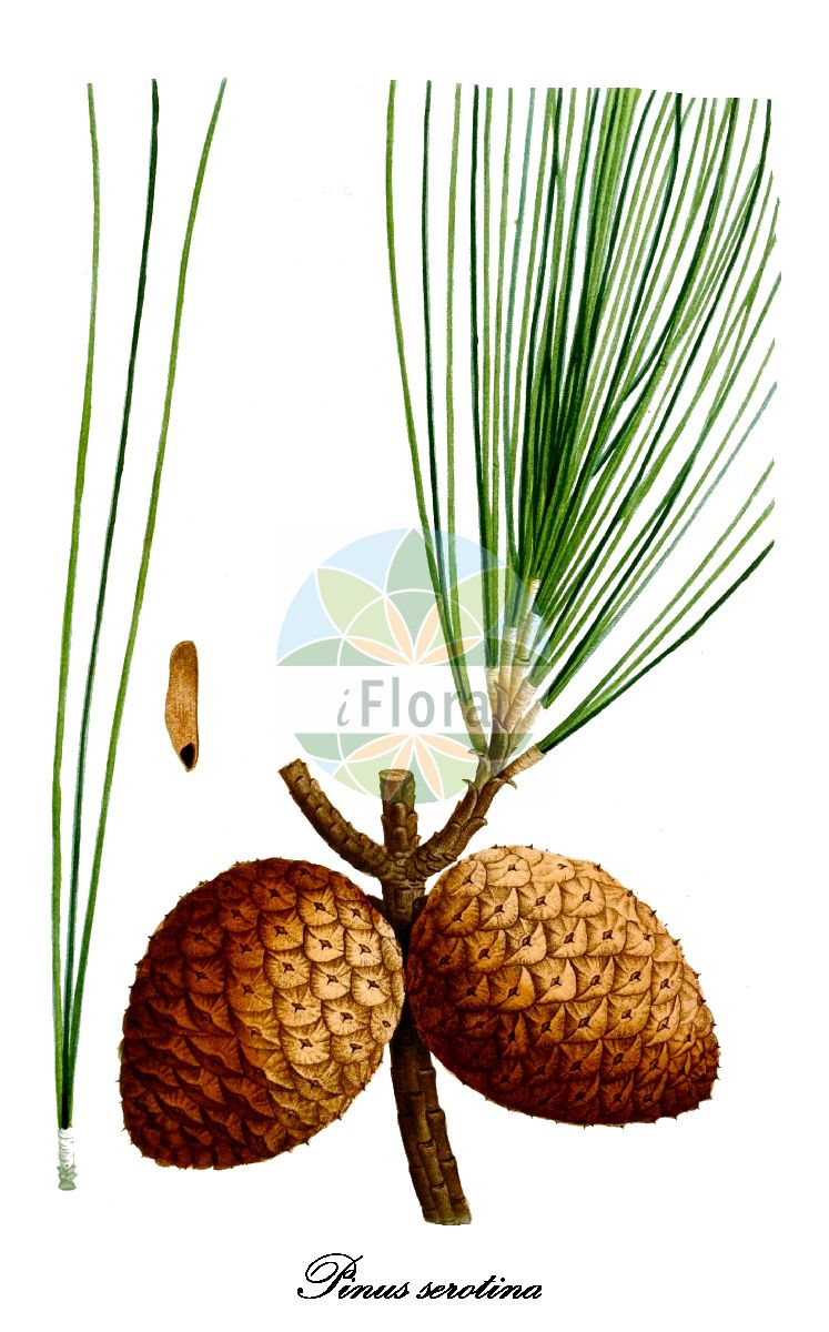 Historische Abbildung von Pinus serotina (Pond pine). Das Bild zeigt Blatt, Bluete, Frucht und Same. ---- Historical Drawing of Pinus serotina (Pond pine). The image is showing leaf, flower, fruit and seed.(Pinus serotina,Pond pine,Pinus,Kiefer,Pine,Pinaceae,Kieferngewächse,Pine Family,Blatt,Bluete,Frucht,Same,leaf,flower,fruit,seed,Michaux (1817-1819))