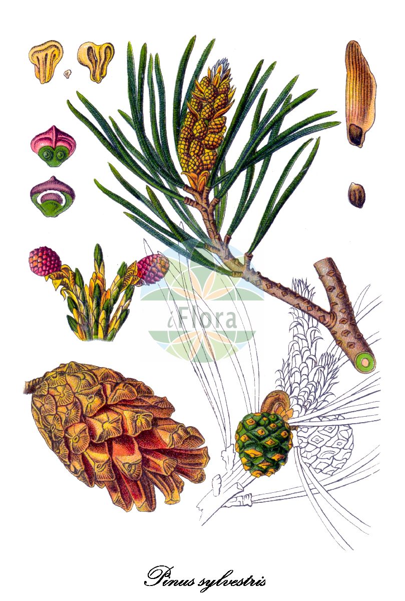 Historische Abbildung von Pinus sylvestris (Gewöhnliche Kiefer - Scots Pine). Das Bild zeigt Blatt, Bluete, Frucht und Same. ---- Historical Drawing of Pinus sylvestris (Gewöhnliche Kiefer - Scots Pine). The image is showing leaf, flower, fruit and seed.(Pinus sylvestris,Gewöhnliche Kiefer,Scots Pine,Pinus armena,Pinus fominii,Pinus hamata,Pinus kochiana,Pinus rubra,Pinus sosnowskyi,Echte Kiefer,Foehre,Kiefer,Kienbaum,Wald-Kiefer,Common Pine,Norway Fir,Red Pine,Redwood,Scots Fir,Wild Pine,Pinus,Kiefer,Pine,Pinaceae,Kieferngewächse,Pine Family,Blatt,Bluete,Frucht,Same,leaf,flower,fruit,seed,Sturm (1796ff))