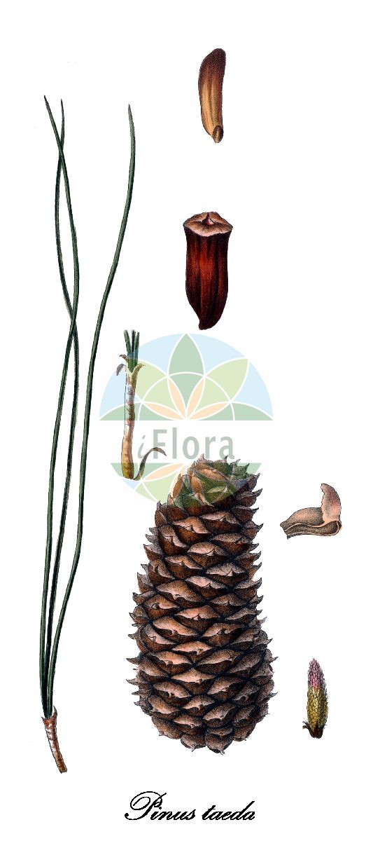Historische Abbildung von Pinus taeda (Loblolly pine). Das Bild zeigt Blatt, Bluete, Frucht und Same. ---- Historical Drawing of Pinus taeda (Loblolly pine). The image is showing leaf, flower, fruit and seed.(Pinus taeda,Loblolly pine,Pinus,Kiefer,Pine,Pinaceae,Kieferngewächse,Pine Family,Blatt,Bluete,Frucht,Same,leaf,flower,fruit,seed,Antoine (1840))