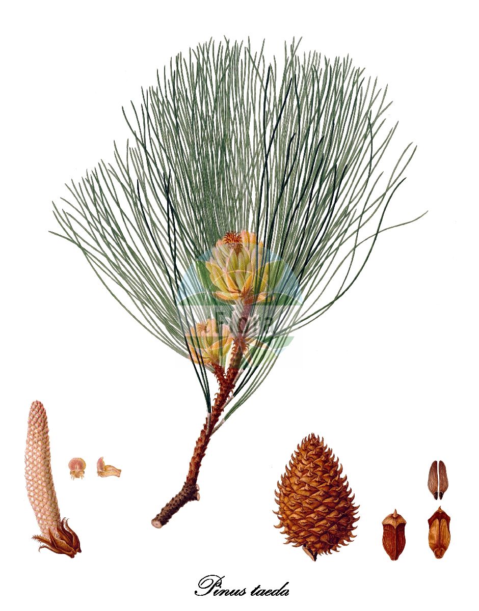 Historische Abbildung von Pinus taeda (Loblolly pine). Das Bild zeigt Blatt, Bluete, Frucht und Same. ---- Historical Drawing of Pinus taeda (Loblolly pine). The image is showing leaf, flower, fruit and seed.(Pinus taeda,Loblolly pine,Pinus,Kiefer,Pine,Pinaceae,Kieferngewächse,Pine Family,Blatt,Bluete,Frucht,Same,leaf,flower,fruit,seed,Lambert (1803-1824))
