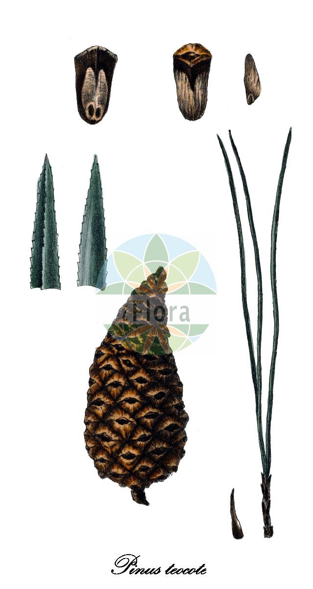 Historische Abbildung von Pinus teocote. Das Bild zeigt Blatt, Bluete, Frucht und Same. ---- Historical Drawing of Pinus teocote. The image is showing leaf, flower, fruit and seed.(Pinus teocote,Pinus,Kiefer,Pine,Pinaceae,Kieferngewächse,Pine Family,Blatt,Bluete,Frucht,Same,leaf,flower,fruit,seed,Antoine (1840))