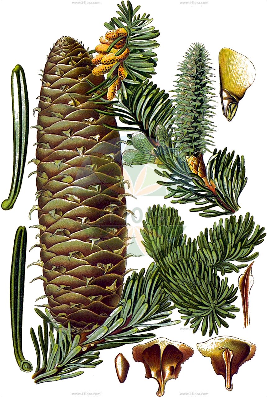 Abies alba - Pinaceae,Plantae,Pteridobiotina,Pinophyta,Pinopsida,Pinidae,Pinales,Pinaceae,Abies,Abies alba,Abies abies, Abies alba f. columnaris, Abies alba f. compacta, Abies alba f. pendula, Abies alba f. pyramidalis, Abies alba subsp. alba, Abies alba subsp. apennina, Abies alba subsp. pardei, Abies alba var. brevifolia, Abies alba var. columnaris, Abies alba var. compacta, Abies alba var. glauca, Abies alba var. pardei, Abies alba var. podolica, Abies argentea, Abies baldensis, Abies candicans, Abies chlorocarpa, Abies duplex, Abies excelsa, Abies metensis, Abies miniata, Abies minor, Abies nobilis, Abies pardei, Abies pectinata, Abies pectinata f. pendula, Abies pectinata var. columnaris, Abies pectinata var. pendula, Abies pectinata var. pendula-gracilis, Abies pectinata var. pyramidalis, Abies picea, Abies rinzii, Abies taxifolia, Abies taxifolia, Abies taxifolia, Abies tenuirifolia, Abies vulgaris, Peuce abies, Picea excelsa, Picea kukunaria, Picea metensis, Picea pectinata, Picea pectinata var. pendula, Picea pyramidalis, Picea rinzi, Picea tenuifolia, Pinus abies, Pinus abies var. pectinata, Pinus baldensis, Pinus heterophylla, Pinus lucida, Pinus pectinata, Pinus picea, Pinus picea f. pendula, Pinus picea f. pyramidalis,Weiß-Tanne;Edel-Tanne;Tanne;european silver-fir;common fir;silver fir;swiss pine;Sapin;Sapin blanc;sapin argenté;sapin pectiné;sapin des Vosges;sapin à feuilles d'if;sapin commun;sapin de Normandie;sapin noir;abeto blanco;pinabete;abeto común;abete común;abeto del pirineo;abeto europeo;abeto macho;abeto plateado;abetuna;pinabeto;Abete bianco;zilverspar;gewone zilverspar;abeto-branco;пихта белая;ak göknar;Avrupa göknarı;bredh;avet comú;pinavet;pivet;bijela jela;jela;obična jela;europeisk ädelgran;silvergran;almindelig ædelgran;jodła pospolita;bela jelka;jegenyefenyő;közönséges jegenyefenyő;jedle bělokorá;brad;brad alb;brad argintiu;jedľa biela;ялиця біла;бяла ела;обикновена ела;vanlig edelgran;saksanpihta;бела jела;јела;ελάτη λευκή;izei zuria;txapina;zapina