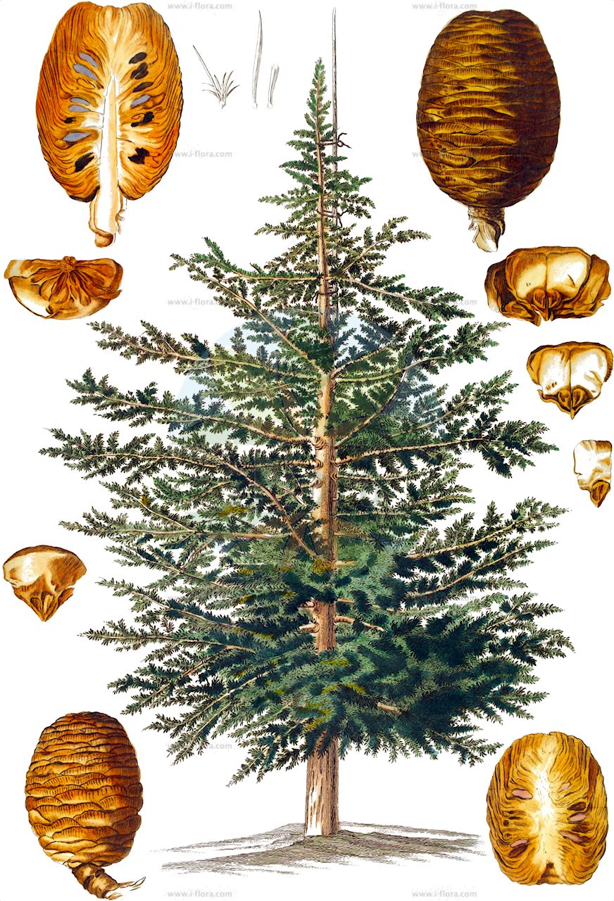 Cedrus atlantica - Pinaceae,Plantae,Pteridobiotina,Pinophyta,Pinopsida,Pinidae,Pinales,Pinaceae,Cedrus,Cedrus atlantica,Abies atlantica, Cedrus africana, Cedrus argentea, Cedrus atlantica f. argentea, Cedrus atlantica f. fastigiata, Cedrus atlantica f. glauca, Cedrus atlantica f. pendula, Cedrus atlantica var. argentea, Cedrus atlantica var. glauca, Cedrus atlantica var. pendula, Cedrus atlantica var. variegata, Cedrus libani f. glauca, Cedrus libani f. glauca, Cedrus libani f. glaucissima, Cedrus libani subsp. atlantica, Cedrus libani var. africana, Cedrus libani var. atlantica, Cedrus libani var. glauca, Cedrus libanitica subsp. atlantica, Cedrus libanotica subsp. atlantica, Cedrus libanotica var. glauca, Pinus atlantica, Pinus cedrus var. atlantica,Atlas-Zeder;atlas cedar;cèdre de l'Atlas;cèdre d'Algérie;cèdre d'Afrique;cèdre argenté;cedro del Atlas;cedro;pino de Marruecos;cedro dell'Atlante;cedro del Atlas;Atlas-ceder;cedro-atlantico;cedro-atlântico;cedro-do-atlas;кедр атласский;cedre;cedre de l'Atlas;atlantski cedar;atlas-ceder;atlasceder;Atlas-ceder;cedr atlaski;atlaška cedra;atlaszcédrus;cedr atlaský;cedru albastru;céder atlaský;кедр атласький;атлантический кедър;атласки кедар;arz;κεδρος του Άτλαντα;Atlaseko zedroa;zedro urdiña;běi fēi xuě sōng;北非雪松