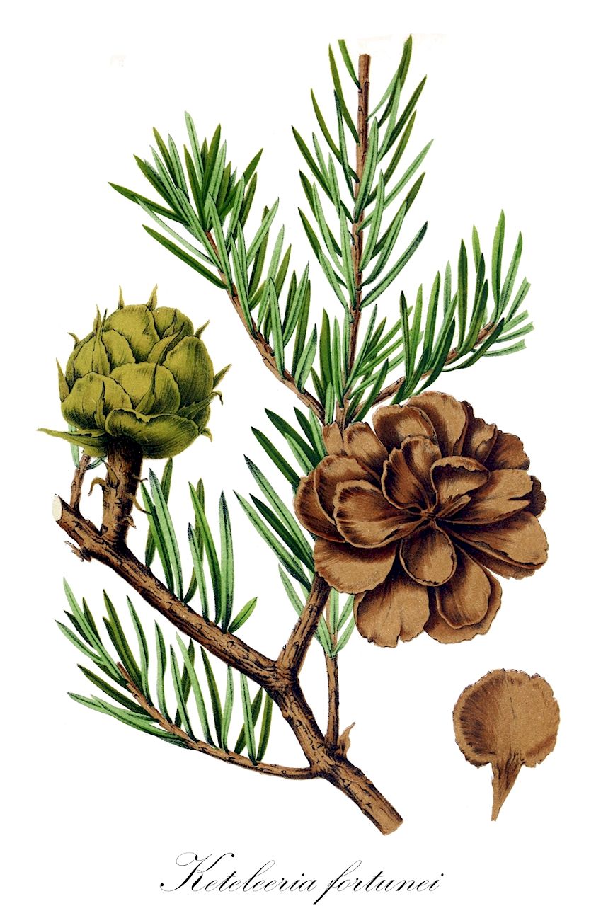 Keteleeria fortunei - Pinaceae,Plantae,Pteridobiotina,Pinophyta,Pinopsida,Pinidae,Pinales,Pinaceae,Keteleeria,Keteleeria fortunei,Abies fortunei, Abies jezoensis, Abietia fortunei, Keteleeria cyclolepis, Keteleeria fortunei subsp. cyclolepis, Keteleeria fortunei subsp. oblonga, Keteleeria fortunei var. cyclolepis, Keteleeria fortunei var. fortunei, Keteleeria fortunei var. oblonga, Keteleeria jezoensis, Keteleeria oblonga, Picea fortunei, Pinus fortunei, Pseudotsuga fortunei