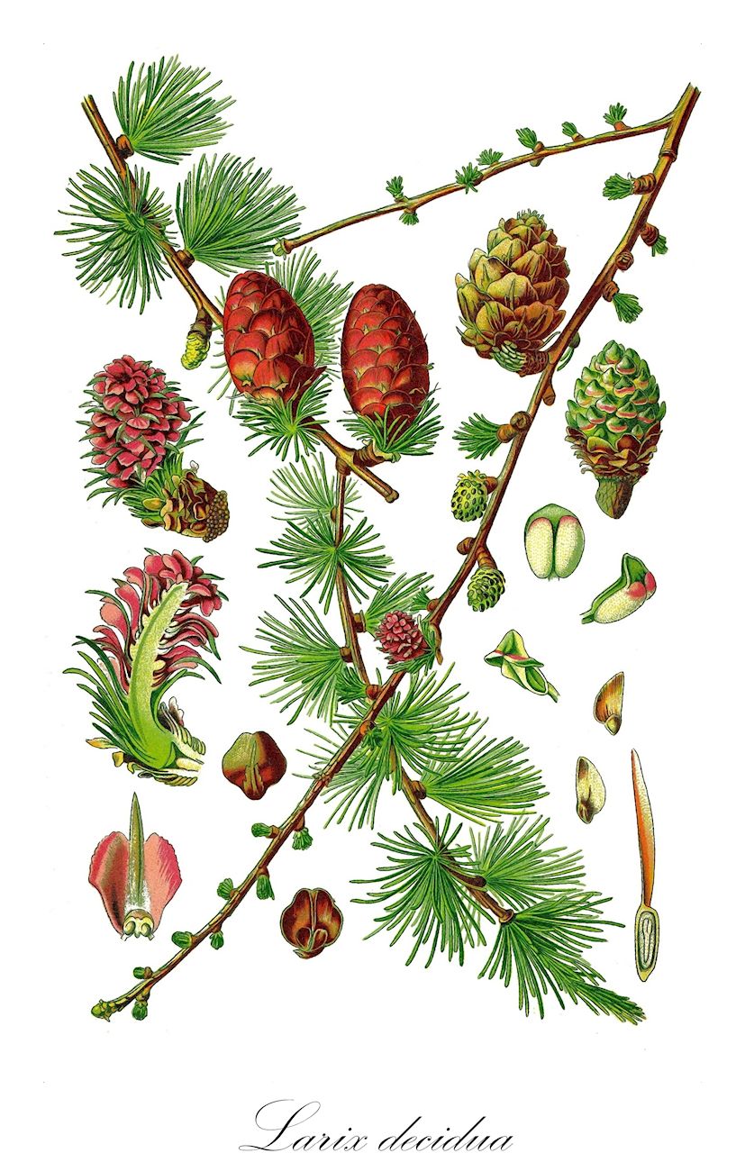 Larix decidua - Pinaceae,Plantae,Pteridobiotina,Pinophyta,Pinopsida,Pinidae,Pinales,Pinaceae,Larix,Larix decidua,Abies larix, Abies larix, Abies larix var. pendula, Larix caducifolia, Larix decidua f. pendula, Larix decidua subsp. europaea, Larix decidua var. pendula, Larix decidua var. pendulina, Larix europaea var. pendula, Larix europaea var. pendulina, Larix gracilis, Larix larix, Larix pyramidalis, Larix sudetica, Larix vulgaris, Peuce larix, Picea larix, Pinus laeta, Pinus larix, Pinus larix var. europaea, Pinus larix var. pendula,Europäische Lärche;european larch;common larch;larch;white larch;Mélèze d'Europe;mélèze;mélèze commun;pin de Briançon;alerce de Europa;alerce blanco;alerce;alerce común;alerce europeo;lárice;Larice comune;larice europeo;larice;europeese lork;Europese lork;Europese larix;lariço;lariço-europeu;лиственница европейская;làrix;listopadni ariš;europeisk lärk;lärk;Europæisk lærk;modrzew europejski;navadni macesen;európai vörösfenyő;modřín opadavý;larice;zada;smrekovec opadavý;модрина європейська;европейска лиственница;Европейска лиственица;europalerk;lerk;euroopanlehtikuusi;ариш;λάριξ;alertzea;ōu zhōu luò yè sōng;欧洲落叶松