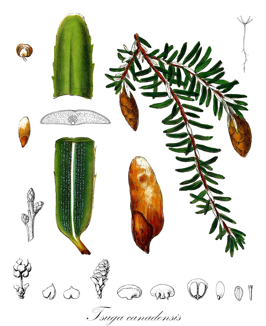 Tsuga canadensis - Pinaceae,Plantae,Pteridobiotina,Pinophyta,Pinopsida,Pinidae,Pinales,Pinaceae,Tsuga,Tsuga canadensis,Abies americana, Abies canadensis, Abies canadensis var. gracilis, Abies canadensis var. microphylla, Abies curvifolia, Abies pectinata, Picea canadensis, Pinus americana, Pinus canadensis, Pinus pendula, Tsuga americana, Tsuga canadensis f. albospica, Tsuga canadensis f. compacta, Tsuga canadensis f. gracilis, Tsuga canadensis f. jenkinsii, Tsuga canadensis f. microphylla, Tsuga canadensis f. minuta, Tsuga canadensis f. parvula, Tsuga canadensis f. pendula, Tsuga canadensis f. sargentii, Tsuga canadensis f. sparsifolia, Tsuga canadensis var. albospica, Tsuga canadensis var. compacta, Tsuga canadensis var. jenkinsii, Tsuga canadensis var. minuta, Tsuga canadensis var. pendula, Tsuga canadensis var. sargentiana, Tsuga canadensis var. sargentii, Tsuga canadensis var. sparsifolia, Tsuga canadensis var. wellesiana, Tsuga caroliniana f. compacta,Kanadische Hemlocktanne;Schierlingstanne;eastern hemlock-spruce;eastern hemlock;pruche du canada;canada hemlock;tsuga du Canada;hemlock du Canada;sapin du Canada;pruche;tsuga del Canadá;abete del Canadà;tsuga canadese;Canadeese hemlockspar;Canadese hemlockspar;oostelijke hemlockspar;тсуга канадская;kanadska čuga;vanlig hemlock;Canadisk hemlock;choina kanadyjska;kanadska čuga;kanadai hemlokfenyő;jedlovec kanadský;tsuga kanadská;Jedĺovec kanadský;тсуга канадська;kanadahemlokk;kanadanhemlokki;тсуга