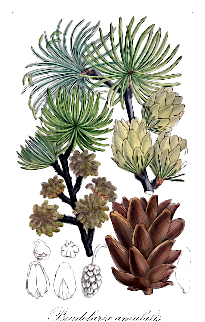 Pseudolarix amabilis - Pinaceae,Plantae,Pteridobiotina,Pinophyta,Pinopsida,Pinidae,Pinales,Pinaceae,Pseudolarix,Pseudolarix amabilis,Chrysolarix amabilis, Laricopsis fortunei, Larix amabilis, Pseudolarix fortunei, Pseudolarix pourtetii,Goldlärche