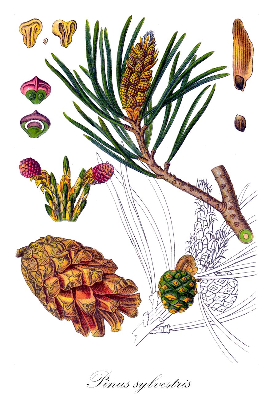 Pinus sylvestris - Pinaceae,Plantae,Pteridobiotina,Pinophyta,Pinopsida,Pinidae,Pinales,Pinaceae,Pinus,Pinus sylvestris,Pinus binatofolio, Pinus borealis, Pinus cretacea, Pinus ericetorum, Pinus erzeroomica, Pinus fominii, Pinus fominii subsp. cretacea, Pinus frieseana, Pinus genevensis, Pinus genovensis, Pinus hagenaviensis, Pinus krylovii, Pinus mughus, Pinus resinosa, Pinus scariosa, Pinus sylvestris f. aurea, Pinus sylvestris f. compacta, Pinus sylvestris f. fastigiata, Pinus sylvestris f. fruticosa, Pinus sylvestris f. nana, Pinus sylvestris f. parvifolia, Pinus sylvestris f. pendula, Pinus sylvestris f. watereri, Pinus sylvestris subsp. amurensis,Gewöhnliche Kiefer;Wald-Kiefer;Föhre;Wald-Föhre;Kiefer;Kienbaum;Echte Kiefer;scots pine;scotch pine;pin d'écosse;common pine;norway fir;red pine;redwood;scots fir;wild pine;Daille;Pin sylvestre;pin d'Auvergne;pin commun;pin de la Forêt noire;pin d'Engadin;pin rouge du nord;pin de Haguenau;pin des Pyrénées;pin de Riga;pin d'Ecosse;pin du Nord;pin rouge;pin sauvage;pinasse;sapin rouge du Nord;pino silvestre;pino albar;pino blancal;pino común;pino de Valsaín;pino real;pino royano;pino royo;pino serrano;Pino rosso;Pino silvestre;pino selvatico;pino silvestre de Riga;pino comune;pino silvestre de Scozia;pino silvestre dei Pirenei;pino di Scozia;pino silvestre dell'Engadina;groveden;vliegden;pinheiro-da-casquinha;pinheiro-da-escócia;pinheiro-de-riga;pinheiro-silvestre;сосна Коха;сосна крючковатая;сосна обыкновенная;sarıçam;pishë;pi blanc;pi femella;pi roig;pi rojal;rajolet;bijeli bor;obični bor;šumski bor;vanlig tall;tall;skov-fyr;sosna zwyczajna;rdeči bor;erdeifenyő;közönséges erdeifenyő;borovice lesní;sosna;pin de padure;borovica lesná;сосна звичайна;сосна крейдяна;сосна сосновського;бял бор;harilik mänd;pedajas;parastā priede;furu;vanlig furu;mänty;metsämänty;skógarfura;бели бор;paprastoji pušis;δασικη πευκη;δασόπευκο;λιάχα;ler gorria;pinu gorria;ōu zhōu chì sōng;欧洲赤松
