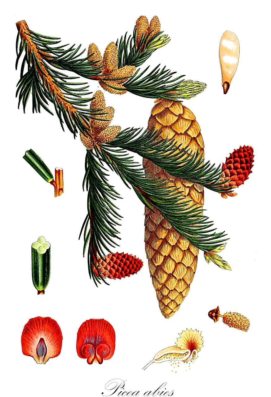Picea abies - Pinaceae,Plantae,Pteridobiotina,Pinophyta,Pinopsida,Pinidae,Pinales,Pinaceae,Picea,Picea abies,Abies abies, Abies alpestris, Abies carpatica, Abies cinerea, Abies clambrasiliana, Abies clanbrassiliana, Abies coerulescens, Abies communis, Abies communis, Abies communis var. pendula, Abies commutata var. mucronata, Abies conica, Abies cranstonii, Abies elegans, Abies eremita, Abies erythrocarpa, Abies excelsa, Abies excelsa var. argentea, Abies excelsa var. carpatica, Abies excelsa var. clambrasiliana, Abies excelsa var. columnaris, Abies excelsa var. communis, Abies excelsa var. conica, Abies excelsa var. elegans, Abies excelsa var. gregoryana, Abies excelsa var. inversa, Abies excelsa var. inverta, Abies excelsa var. monstrosa, Abies excelsa var. mucronata, Abies excelsa var. nigra, Abies excelsa var. pumila, Abies excelsa var. pumila-glauca, Abies excelsa var. pygmaea, Abies excelsa var. remontii, Abies excelsa var. viminalis, Abies excelsa var. vulgaris, Abies extrema, Abies finedonensis, Abies gigantea, Abies gregoryana, Abies inverta, Abies lemoniana, Abies medioxima, Abies minima, Abies minuta, Abies montana, Abies mucronata, Abies parvula, Abies pectinata, Abies picea, Abies pumila, Abies subarctica, Abies viminalis, Abies vulgaris, Abies vulgaris var. nana, Picea abies f. argentea, Picea abies f. argenteospica, Picea abies f. barryi, Picea abies f. chlorocarpa, Picea abies f. clanbrassiliana, Picea abies f. columnaris, Picea abies f. compacta, Picea abies f. conica, Picea abies f. cupressina, Picea abies f. elegans, Picea abies f. ellwangeriana, Picea abies f. erythrocarpa, Picea abies f. finedonensis, Picea abies f. gregoryana, Picea abies f. integrisquamis, Picea abies f. inversa, Picea abies f. maxwellii, Picea abies f. merkii, Picea abies f. microsperma, Picea abies f. monstrosa, Picea abies f. mucronata, Picea abies f. nana, Picea abies f. nigra, Picea abies f. parsonsii, Picea abies f. parviformis, Picea abies f. pendula, Picea abies f. procumbens, Picea abies f. pumila, Picea abies f. pumila-glauca, Picea abies f. pygmaea, Picea abies f. pyramidata, Picea abies f. remontii, Picea abies f. tabuliformis, Picea abies f. veitchii, Picea abies f. viminalis, Picea abies f. virgata, Picea abies var. germanica, Picea abies var. inversa, Picea abies var. pendula, Picea abies var. reflexa, Picea cranstonii, Picea elegantissima, Picea excelsa, Picea excelsa, Picea excelsa f. argentea, Picea excelsa f. argenteospica, Picea excelsa f. barryi, Picea excelsa f. ellwangeriana, Picea excelsa f. erythrocarpa, Picea excelsa f. inversa, Picea excelsa f. inversa, Picea excelsa f. nana, Picea excelsa f. oligoclada, Picea excelsa f. parsonsii, Picea excelsa f. veitchii, Picea excelsa f. virgulata, Picea excelsa var. alpestris, Picea excelsa var. balcanica, Picea excelsa var. chlorocarpa, Picea excelsa var. columnaris, Picea excelsa var. compacta, Picea excelsa var. cranstonii, Picea excelsa var. erythrocarpa, Picea excelsa var. europaea, Picea excelsa var. finedonensis, Picea excelsa var. integrisquamis, Picea excelsa var. inversa, Picea excelsa var. maxwellii, Picea excelsa var. merkii, Picea excelsa var. microsperma, Picea excelsa var. mucronata, Picea excelsa var. nigra, Picea excelsa var. parviformis, Picea excelsa var. pendula, Picea excelsa var. pendula-major, Picea excelsa var. procumbens, Picea excelsa var. pumila, Picea excelsa var. pyramidata, Picea excelsa var. tabuliformis, Picea excelsa var. viminalis, Picea excelsa var. virgata, Picea excelsa var. virgata, Picea finedonensis, Picea gregoryana, Picea maxwellii, Picea montana, Picea obovata var. alpestris, Picea remontii, Picea rubra, Picea subarctica, Picea velebitica, Picea viminalis, Picea vulgaris, Picea vulgaris f. viminalis, Picea vulgaris var. alpestris, Picea vulgaris var. apiculata, Picea vulgaris var. chlorocarpa, Picea vulgaris var. erythrocarpa, Picea vulgaris var. europaea, Picea vulgaris var. viminalis, Pinus abies, Pinus abies f. erythrocarpa, Pinus abies f. inversa, Pinus abies f. pendula, Pinus abies var. germanica, Pinus abies var. viminalis, Pinus abies var. viminalis, Pinus carpatica, Pinus cinerea, Pinus clanbrassiliana, Pinus excelsa, Pinus picea, Pinus picea var. carpatica, Pinus picea var. conica, Pinus picea var. mucronata, Pinus picea var. nigra, Pinus picea var. pendula, Pinus picea var. vulgaris, Pinus pyramidalis, Pinus sativa, Pinus viminalis,Gewöhnliche Fichte;Fichte;Rot-Tanne;Rothtanne;Schwarztanne;Pechtanne;norway spruce;épinette de norvège;christmas tree;common pitch fir;common spruce;european spruce;Epicéa;Sapin rouge;epicéa commun;pesse;épicéa commun;épicéa;épicéa élevé;épinette de Norvège;gentil sapin;pin pleureur;sapin à poix;sapin de Norvège;sapin du Nord;sapinette;sérente;abeto falso;pícea común;abete rojo;abeto rojo;árbol de Navidad;pinabeto;pino abeto;Abete rosso;Peccio;epicea;pezzo;picella;picea comune;picea;groote spar;grote spar;fijnspar;abeto-falso;espruce-da-noruega;espruce-europeu;pícea-europeia;ель европейская;ель обыкновенная;avrupa ladini;avrupa lâdini;hormoq;avet roig;pícea;smrča;smreka;visoka smreka;vanlig gran;gran;almindelig rødgran;rødgran;świerk pospolity;doitsutôhi;ドイツトウヒ;navadna smreka;közönséges luc;lucfenyő;smrk ztepilý;brad rosu;molid;smrek obyčajný;ялина європейська;обикновен смърч;harilik kuusk;parastā egle;gran;kuusi;metsäkuusi;rauðgreni;смрчa;смрча;parastoji eglė;ερυθρελάτη;izei gorria;ōu zhōu yún shān;欧洲云杉