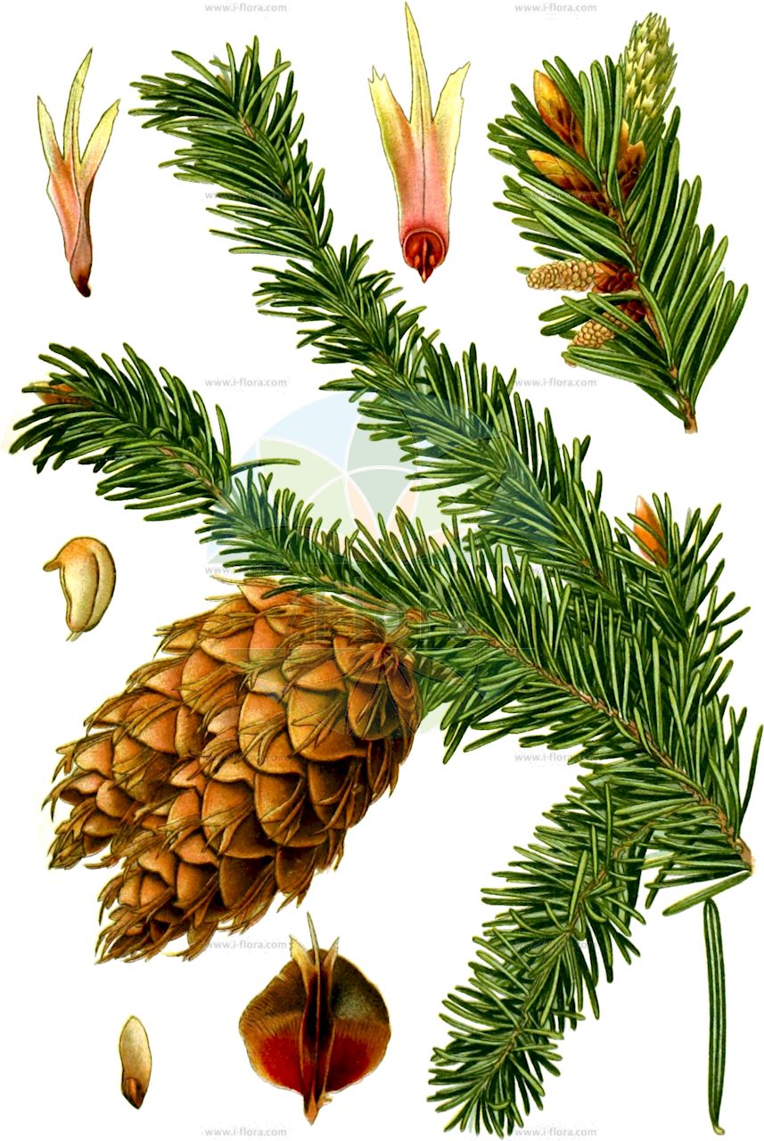 Pseudotsuga menziesii - Pinaceae,Plantae,Pteridobiotina,Pinophyta,Pinopsida,Pinidae,Pinales,Pinaceae,Pseudotsuga,Pseudotsuga menziesii,Abies californica, Abies douglasii, Abies douglasii var. fastigiata, Abies douglasii var. pendula, Abies douglasii var. taxifolia, Abies drummondii, Abies menziesii, Abies mucronata, Abies mucronata var. palustris, Abies obliqua, Abies obliquata, Abies standishiana, Abies taxifolia, Abies taxifolia var. pendula, Abietia douglasii, Abietia douglasii var. fastigiata, Abietia douglasii var. pendula, Picea douglasii, Pinus douglasii, Pinus douglasii var. brevibracteata, Pinus douglasii var. pendula, Pinus douglasii var. taxifolia, Pseudotsuga douglasii, Pseudotsuga douglasii f. compacta, Pseudotsuga douglasii f. globosa, Pseudotsuga douglasii f. pendula, Pseudotsuga douglasii var. laeta, Pseudotsuga douglasii var. pendula, Pseudotsuga douglasii var. viminalis, Pseudotsuga douglasii var. viridis, Pseudotsuga menziesii subsp. viridis, Pseudotsuga menziesii var. viridis, Pseudotsuga mucronata, Pseudotsuga mucronata var. elongata, Pseudotsuga mucronata var. palustris, Pseudotsuga taxifolia, Pseudotsuga taxifolia f. compacta, Pseudotsuga taxifolia f. fastigiata, Pseudotsuga taxifolia f. globosa, Pseudotsuga taxifolia f. pendula, Pseudotsuga taxifolia subsp. mucronata, Pseudotsuga taxifolia subsp. viridis, Pseudotsuga taxifolia var. brevibracteata, Pseudotsuga taxifolia var. elongata, Pseudotsuga taxifolia var. palustris, Pseudotsuga taxifolia var. pendula, Pseudotsuga taxifolia var. viminalis, Pseudotsuga taxifolia var. viridis, Tsuga douglasii, Tsuga douglasii var. fastigiata, Tsuga douglasii var. pendula,Douglastanne;Douglasie;Grüne Douglasie;Douglasfichte;Gewöhnliche Douglasie;Gebirgs-Douglasie;douglas fir;coast douglas-fir;douglas-fir;oregon-pine;sapin de douglas;british columbian pine;columbian pine;green douglas fir;oregon pine;red fir;douglas spruce;rocky mountain douglas-fir;Sapin de Douglas;sapin Douglas;douglas;pin de l'Orégon;fausse pruche;douglas vert;abeto de California;pino de Oregon;pino de Oregón;abeto de Douglas;Abete di Douglas;douglasia verde;duglasia;douglasspar;Douglas-spar;abeto-de-douglas;pseudotsuga;pinheiro-do-oregón;лжетсуга мензиса;duglas;pseudotsugë;avet de Douglas;douglasgran;Douglas-gran;daglezja zielona;jedlica zielona;jedlica Menziesa;jedlica Douglasa;duglazija;amerikai duglászfenyő;douglaska tisolistá;duglaska tisolistá;псевдотсуга мензіса;дугласка;douglasgran;douglaskuusi;дуглазија;плава псеудотсуга;псеудотсуга;Douglas izeia;huā qí sōng;花旗松