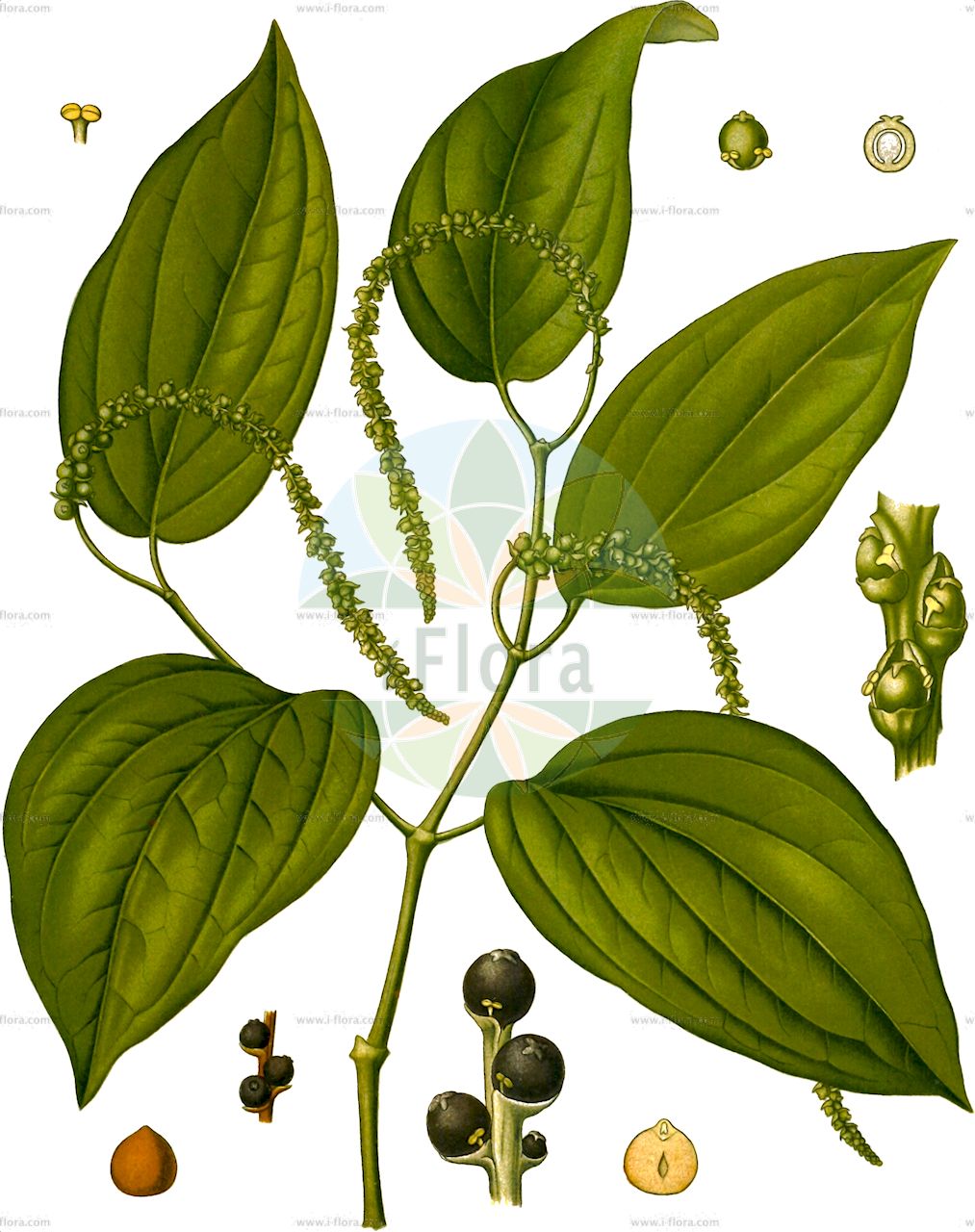Piper nigrum - Piperaceae,Plantae,Pteridobiotina,Angiosperms,Piperales,Piperaceae,Piper,Piper nigrum,Muldera multinervis, Piper colonum, Piper denudatum, Piper glyphicum, Piper malabarense, Piper nigrum var. hirtellosum,Schwarzer Pfeffer;Weißer Pfeffer