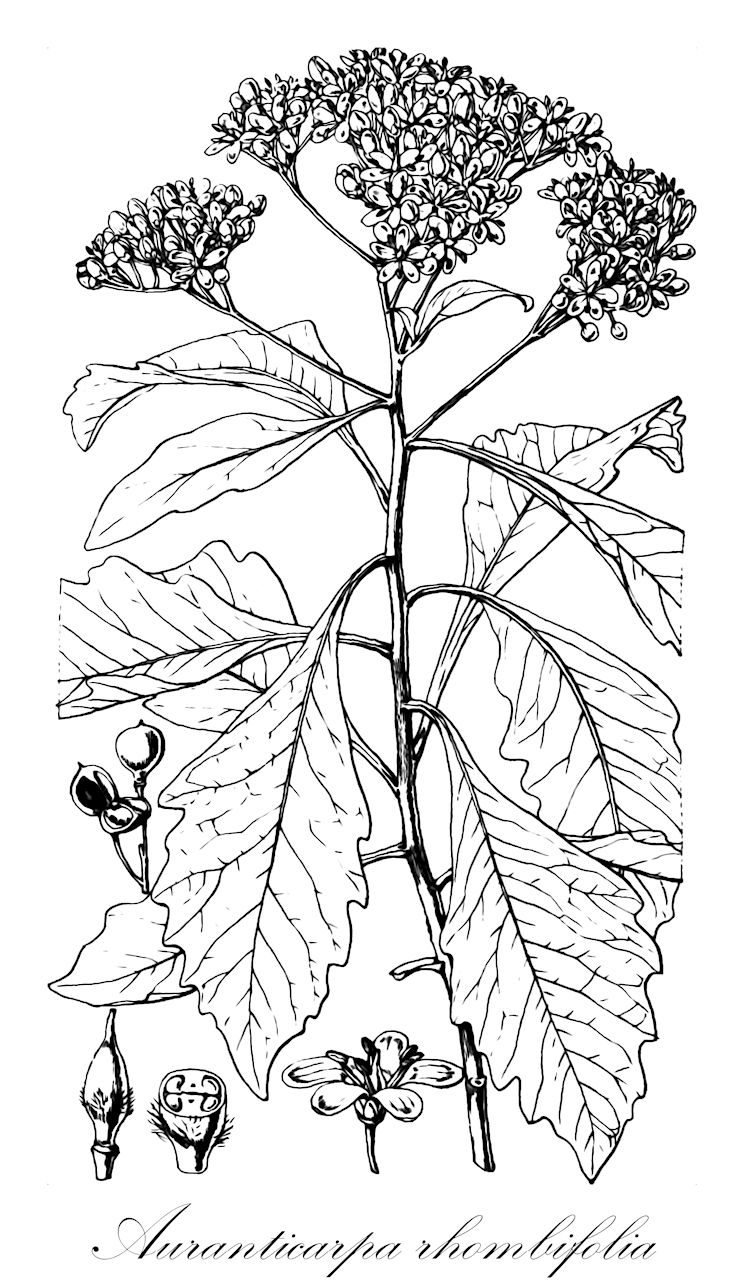 Auranticarpa rhombifolia - Pittosporaceae,Plantae,Pteridobiotina,Angiosperms,Apiales,Pittosporaceae,Auranticarpa,Auranticarpa rhombifolia,Pittosporum rhombifolium