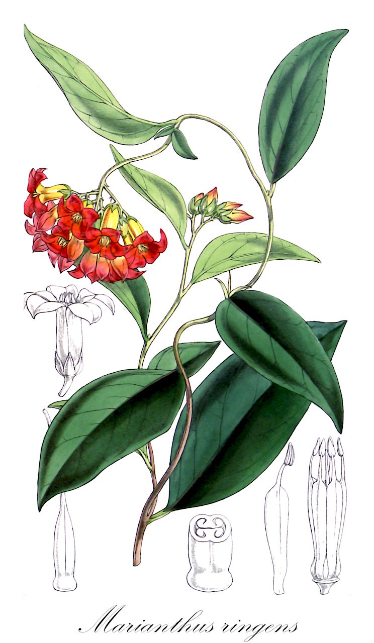Marianthus ringens - Pittosporaceae,Plantae,Pteridobiotina,Angiosperms,Apiales,Pittosporaceae,Marianthus,Marianthus ringens,Billardiera ringens, Calopetalon ringens