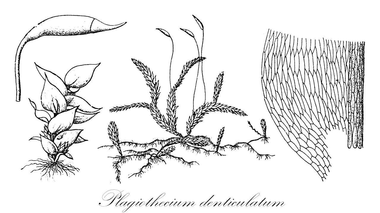 Plagiothecium denticulatum - Plagiotheciaceae,Plantae,Bryobiotina,Bryophyta,Bryopsida,Bryidae,Hypnanae,Hypnales,Plagiotheciaceae,Plagiothecium,Plagiothecium denticulatum,Hypnum denticulatum, Hypnum denticulatum f. acuminatum, Hypnum denticulatum f. ellipticum, Hypnum denticulatum f. imbricatum, Hypnum denticulatum f. laxum, Hypnum denticulatum subsp. sylvaticum, Hypnum denticulatum var. angustifolium, Hypnum denticulatum var. brunneum, Hypnum denticulatum var. laxum, Hypnum denticulatum var. majus, Hypnum denticulatum var. nemorosum, Hypnum denticulatum var. sylvaticum, Hypnum denticulatum var. sylvaticum, Hypnum denticulatum var. teretiusculum, Hypnum sylvaticum, Pancovia denticulata, Pilaisaea radicans, Plagiothecium denticulatum f. acuminatum, Plagiothecium denticulatum f. albescens, Plagiothecium denticulatum f. ellipticum, Plagiothecium denticulatum f. flagellaceum, Plagiothecium denticulatum f. flagellaceum, Plagiothecium denticulatum f. gemmicladum, Plagiothecium denticulatum f. imbricatum, Plagiothecium denticulatum f. laetaeforme, Plagiothecium denticulatum f. laxum, Plagiothecium denticulatum f. minima, Plagiothecium denticulatum f. phyllorhizans, Plagiothecium denticulatum f. phyllorhizans, Plagiothecium denticulatum f. propaguliferum, Plagiothecium denticulatum f. propaguliferum, Plagiothecium denticulatum f. radicosum, Plagiothecium denticulatum f. recurvum, Plagiothecium denticulatum f. secundum, Plagiothecium denticulatum f. speciosum, Plagiothecium denticulatum f. zdenekii, Plagiothecium denticulatum subsp. sulcatum, Plagiothecium denticulatum subsp. sylvaticum, Plagiothecium denticulatum var. affine, Plagiothecium denticulatum var. cavifolium, Plagiothecium denticulatum var. filescens, Plagiothecium denticulatum var. flagellaceum, Plagiothecium denticulatum var. imbricatum, Plagiothecium denticulatum var. laxum, Plagiothecium denticulatum var. majus, Plagiothecium denticulatum var. orthocladum, Plagiothecium denticulatum var. phyllorhizans, Plagiothecium denticulatum var. podperae, Plagiothecium denticulatum var. schaueri, Plagiothecium denticulatum var. squarrosum, Plagiothecium denticulatum var. terricola, Plagiothecium denticulatum var. vulgare, Plagiothecium majus, Plagiothecium orthothecioides, Plagiothecium podperae, Plagiothecium pseudolaetum var. orthocladum, Plagiothecium pseudosilvaticum var. phyllorhizans, Plagiothecium rufovirescens, Plagiothecium ruthei f. orthothecioides, Plagiothecium ruthei var. orthothecioides, Plagiothecium stoloniferum, Plagiothecium subdenticulatum, Plagiothecium sylvaticum, Plagiothecium sylvaticum f. propaguliferum, Plagiothecium sylvaticum f. robustum, Plagiothecium sylvaticum f. viride, Plagiothecium sylvaticum var. gracile, Plagiothecium sylvaticum var. longicuspis, Plagiothecium sylvaticum var. minus, Plagiothecium sylvaticum var. orthocarpum, Plagiothecium sylvaticum var. propaguliferum, Plagiothecium sylvaticum var. repens, Plagiothecium sylvaticum var. robustum, Plagiothecium sylvaticum var. robustum, Plagiothecium sylvaticum var. squarrosum, Plagiothecium trichodeum, Pylaisaea radicans, Pylaisia radicans, Stereodon denticulatus, Stereodon denticulatus var. brunneus, Stereodon denticulatus var. sylvaticus, Stereodon sylvaticus