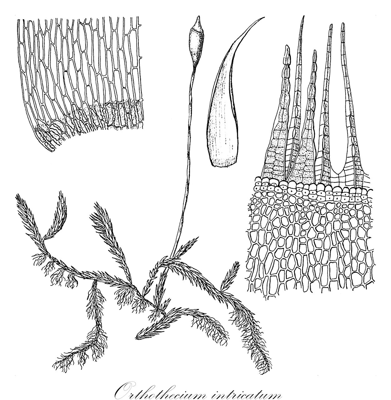 Orthothecium intricatum - Plagiotheciaceae,Plantae,Bryobiotina,Bryophyta,Bryopsida,Bryidae,Hypnanae,Hypnales,Plagiotheciaceae,Orthothecium,Orthothecium intricatum,Holmgrenia intricata, Holmgrenia irrorata, Hypnum cupressiforme var. sericeolum, Hypnum irroratum, Hypnum scitulum, Isothecium intricatum, Leskea intricata, Leskea intricata var. alpina, Leskea polycarpa var. sericeola, Leskea subrufa, Orthothecium bollei, Orthothecium intricatum f. alpinum, Orthothecium intricatum f. laxirete, Orthothecium intricatum f. sericeum, Orthothecium intricatum f. subsulcatum, Orthothecium intricatum var. abbreviatum, Orthothecium intricatum var. alpinum, Orthothecium intricatum var. laxirete, Orthothecium intricatum var. sericeum, Orthothecium intricatum var. subsulcatum, Orthothecium irroratum, Pylaisia bollei, Pylaisia intricata, Pylaisia sericea, Pylaisia subrufa, Rhynchostegium scitulum, Stereodon subrufus, Stereodon subrufus var. sericeus