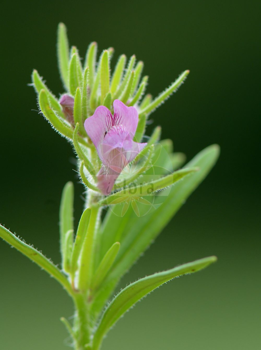 Foto von Linaria arvensis (Acker-Leinkraut - Corn Toadflax). Das Bild zeigt Blatt und Bluete. Das Foto wurde in Hartenrod, Bad Endbach, Marburg-Biedenkopf, Hessen, Deutschland, Nördliches Hessisches Schiefergebirge aufgenommen. ---- Photo of Linaria arvensis (Acker-Leinkraut - Corn Toadflax). The image is showing leaf and flower. The picture was taken in Hartenrod, Bad Endbach, Marburg-Biedenkopf, Hesse, Germany, Northern Hessisches Schiefergebirge.(Linaria arvensis,Acker-Leinkraut,Corn Toadflax,Antirrhinum arvense,Linaria arvensis,Linaria arvensis (L.) Desf.,Linaria arvensis subsp. eu-arvensis,Acker-Leinkraut,Corn Toadflax,Field Toadflax,Linaria,Leinkraut,Toadflax,Plantaginaceae,Wegerichgewächse,Plantain family,Blatt,Bluete,leaf,flower)