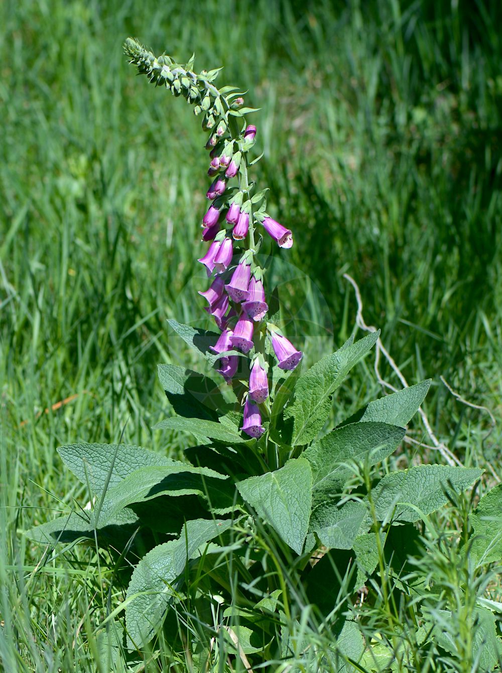 Foto von Digitalis purpurea (Roter Fingerhut - Foxglove). Das Bild zeigt Blatt und Bluete. Das Foto wurde in Stadtwald, Frankfurt, Hessen, Deutschland, Oberrheinisches Tiefland und Rhein-Main-Ebene aufgenommen. ---- Photo of Digitalis purpurea (Roter Fingerhut - Foxglove). The image is showing leaf and flower. The picture was taken in Stadtwald, Frankfurt, Hesse, Germany, Oberrheinisches Tiefland and Rhein-Main-Ebene.(Digitalis purpurea,Roter Fingerhut,Foxglove,Digitalis minor,Digitalis purpurea,Digitalis purpurea var. tomentosa,Roter Fingerhut,Foxglove,Common Foxglove,Purple Foxglove,Digitalis,Fingerhut,Foxglove,Plantaginaceae,Wegerichgewächse,Plantain family,Blatt,Bluete,leaf,flower)