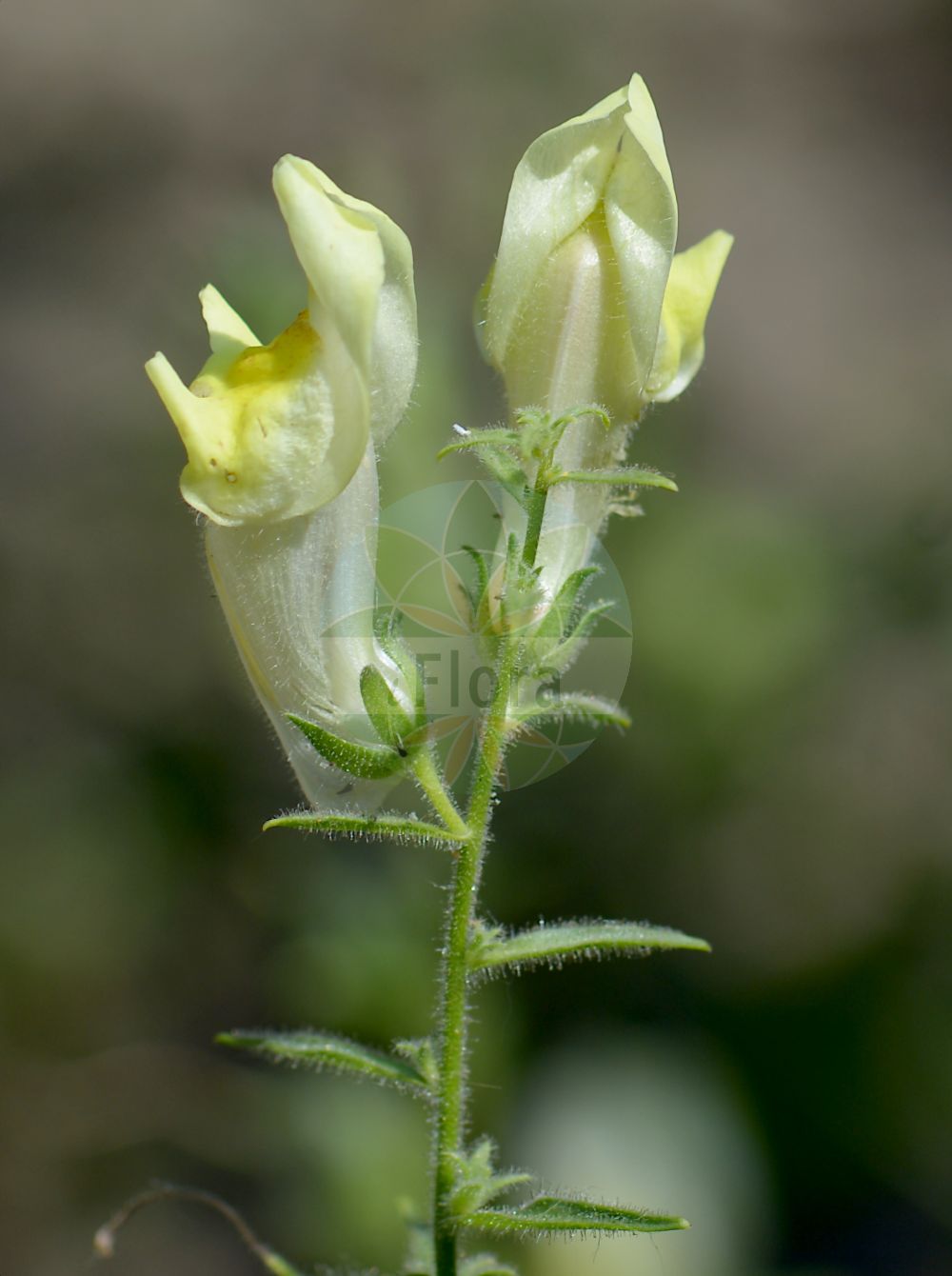 Foto von Antirrhinum braun-blanquetii. Das Bild zeigt Blatt und Bluete. Das Foto wurde in Padova, Veneto, Italien aufgenommen. ---- Photo of Antirrhinum braun-blanquetii. The image is showing leaf and flower. The picture was taken in Padova, Veneto, Italy.(Antirrhinum braun-blanquetii,Antirrhinum braun-blanquetii,Antirrhinum braun-blanquetii Rothm. var.,Antirrhinum braun-blanquetii var. oreophilum,Antirrhinum,Löwenmaul,Snapdragon,Plantaginaceae,Wegerichgewächse,Plantain family,Blatt,Bluete,leaf,flower)