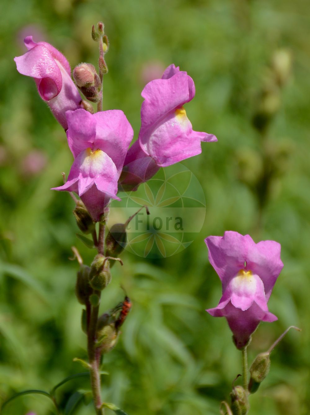 Foto von Antirrhinum majus (Garten-Löwenmaul - Snapdragon). Das Bild zeigt Blatt und Bluete. Das Foto wurde in Tübingen, Baden-Württemberg, Deutschland aufgenommen. ---- Photo of Antirrhinum majus (Garten-Löwenmaul - Snapdragon). The image is showing leaf and flower. The picture was taken in Tuebingen, Baden-Wuerttemberg, Germany.(Antirrhinum majus,Garten-Löwenmaul,Snapdragon,Antirrhinum majus,Antirrhinum majus L. var.,Antirrhinum majus var. striatum,Garten-Loewenmaul,Snapdragon,Dragon's-mouth,Garden Snapdragon,Great Snapdragon,Antirrhinum,Löwenmaul,Snapdragon,Plantaginaceae,Wegerichgewächse,Plantain family,Blatt,Bluete,leaf,flower)