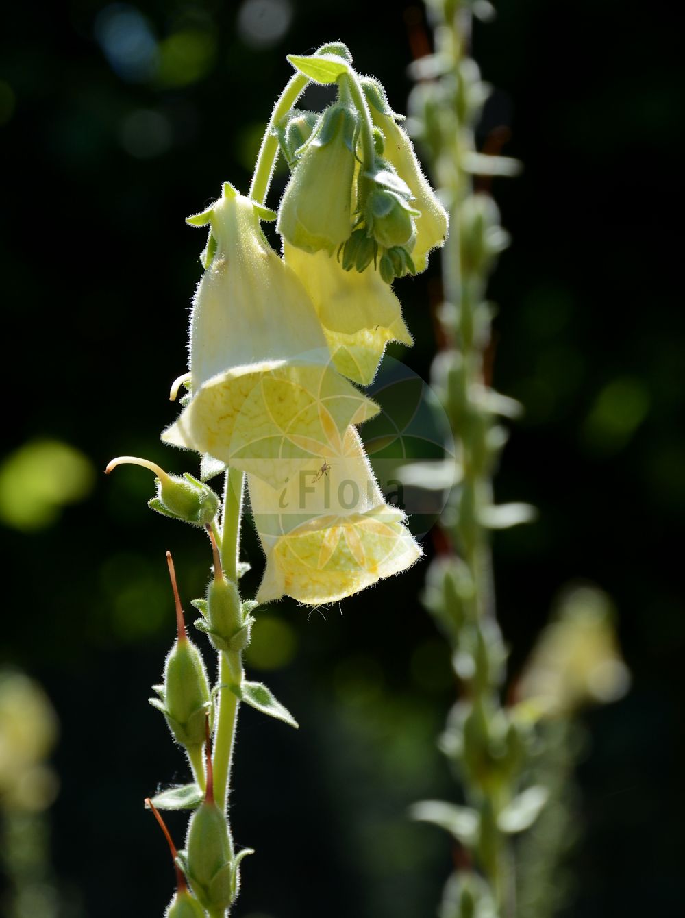 Foto von Digitalis ferruginea. Das Bild zeigt Bluete und Frucht. Das Foto wurde in Mainz, Rheinland-Pfalz, Deutschland aufgenommen. ---- Photo of Digitalis ferruginea. The image is showing flower and fruit. The picture was taken in Mainz, Rhineland-Palatinate, Germany.(Digitalis ferruginea,Digitalis ferruginea,Digitalis,Fingerhut,Foxglove,Plantaginaceae,Wegerichgewächse,Plantain family,Bluete,Frucht,flower,fruit)