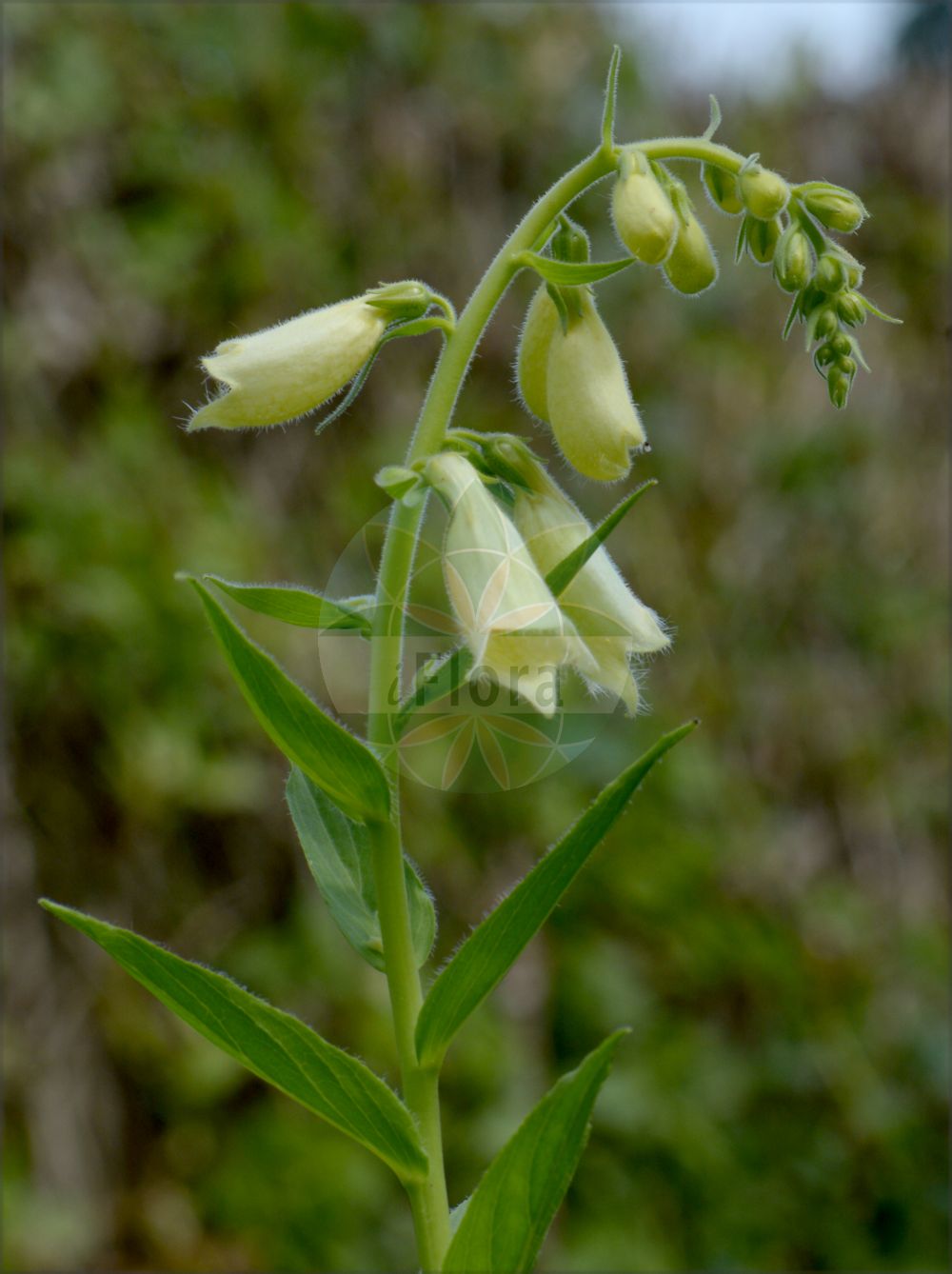 Foto von Digitalis lutea (Gelber Fingerhut - Straw Foxglove). Das Bild zeigt Blatt und Bluete. Das Foto wurde in Ljubljana, Slowenien aufgenommen. ---- Photo of Digitalis lutea (Gelber Fingerhut - Straw Foxglove). The image is showing leaf and flower. The picture was taken in Ljubljana, Slovenia.(Digitalis lutea,Gelber Fingerhut,Straw Foxglove,Digitalis lutea,Gelber Fingerhut,Straw Foxglove,Small Yellow Foxglove,Yellow Foxglove,Digitalis,Fingerhut,Foxglove,Plantaginaceae,Wegerichgewächse,Plantain family,Blatt,Bluete,leaf,flower)