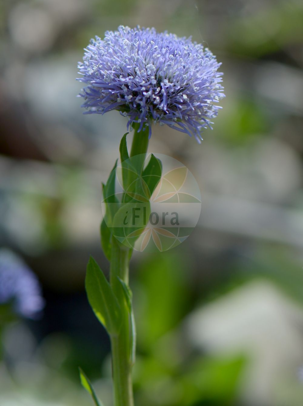 Foto von Globularia bisnagarica (Gewöhnliche Kugelblume - Blue Daisy). Das Bild zeigt Blatt und Bluete. Das Foto wurde in München, Bayern, Deutschland aufgenommen. ---- Photo of Globularia bisnagarica (Gewöhnliche Kugelblume - Blue Daisy). The image is showing leaf and flower. The picture was taken in Munich, Bavaria, Germany.(Globularia bisnagarica,Gewöhnliche Kugelblume,Blue Daisy,Globularia bisnagarica,Globularia elongata,Globularia punctata,Globularia tenella,Globularia willkommii,Gewoehnliche Kugelblume,Hochstaengel-Kugelblume,Blue Daisy,Bone Flower,Common Globularia,Globe Flower,Globularia,Kugelblume,Globularias,Plantaginaceae,Wegerichgewächse,Plantain family,Blatt,Bluete,leaf,flower)