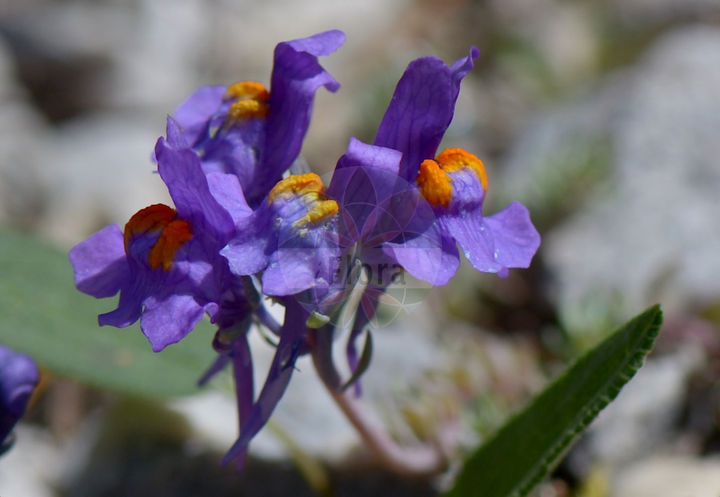 Foto von Linaria alpina (Alpen-Leinkraut - Alpine Toadflax). Das Bild zeigt Blatt und Bluete. Das Foto wurde in Schachen, Garmisch-Partenkirchen, Bayern, Deutschland, Alpen aufgenommen. ---- Photo of Linaria alpina (Alpen-Leinkraut - Alpine Toadflax). The image is showing leaf and flower. The picture was taken in Schachen, Garmisch-Partenkirchen, Bavaria, Germany, Alps.(Linaria alpina,Alpen-Leinkraut,Alpine Toadflax,Antirrhinum alpinum,Linaria alpina,Alpen-Leinkraut,Alpine Toadflax,Linaria,Leinkraut,Toadflax,Plantaginaceae,Wegerichgewächse,Plantain family,Blatt,Bluete,leaf,flower)