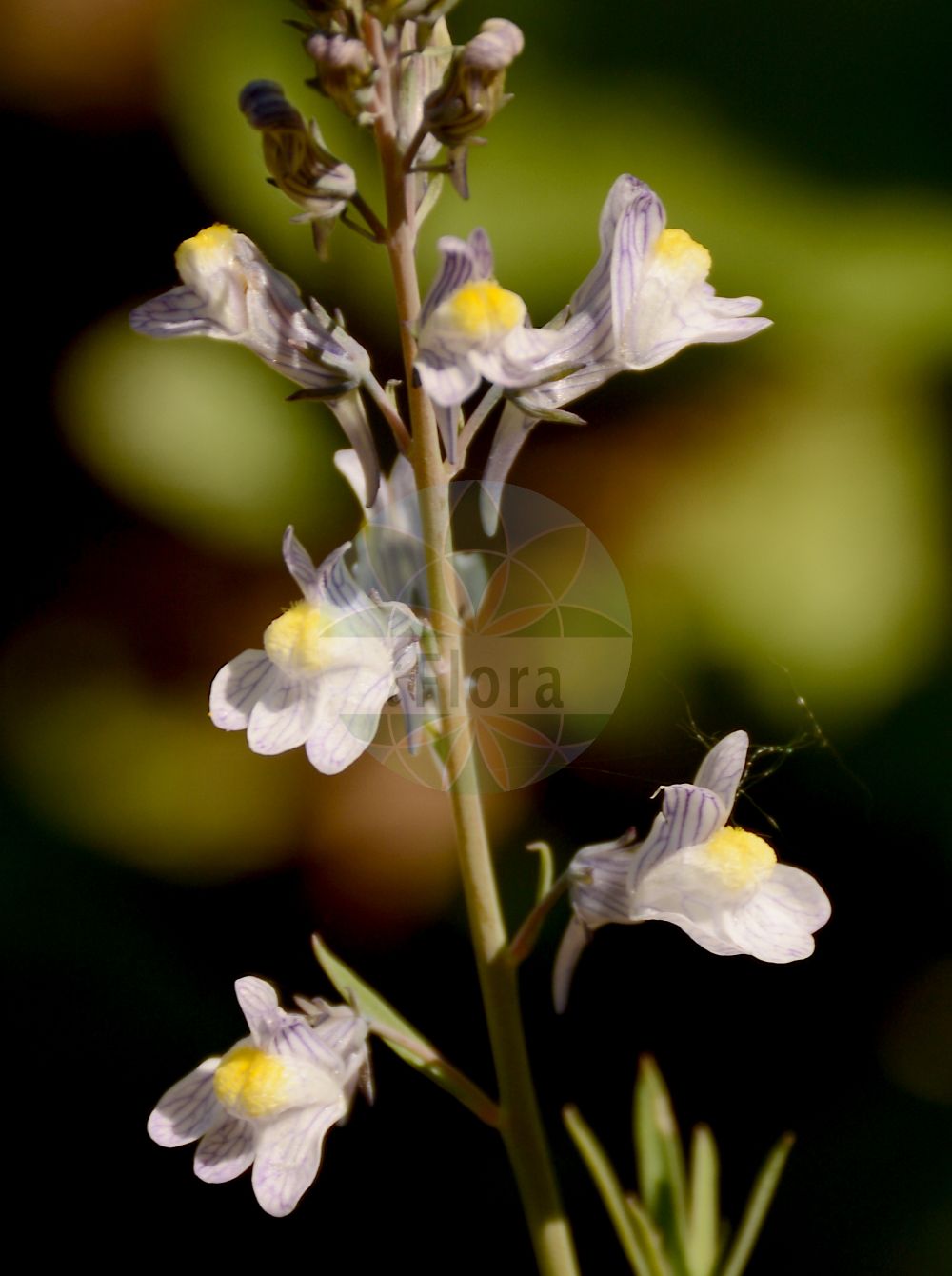 Foto von Linaria repens (Gestreiftes Leinkraut - Pale Toadflax). Das Bild zeigt Bluete. Das Foto wurde in Besancon, Bourgogne-Franche-Comté (Präfektur), Frankreich aufgenommen. ---- Photo of Linaria repens (Gestreiftes Leinkraut - Pale Toadflax). The image is showing flower. The picture was taken in Besançon, Bourgogne-Franche-Comté.(Linaria repens,Gestreiftes Leinkraut,Pale Toadflax,Antirrhinum repens,Linaria blanca,Linaria monspessulana,Linaria repens,Linaria striata DC. subsp.,Linaria striata,Gestreiftes Leinkraut,Streifen-Leinkraut,Pale Toadflax,Striped Toadflax,Linaria,Leinkraut,Toadflax,Plantaginaceae,Wegerichgewächse,Plantain family,Bluete,flower)