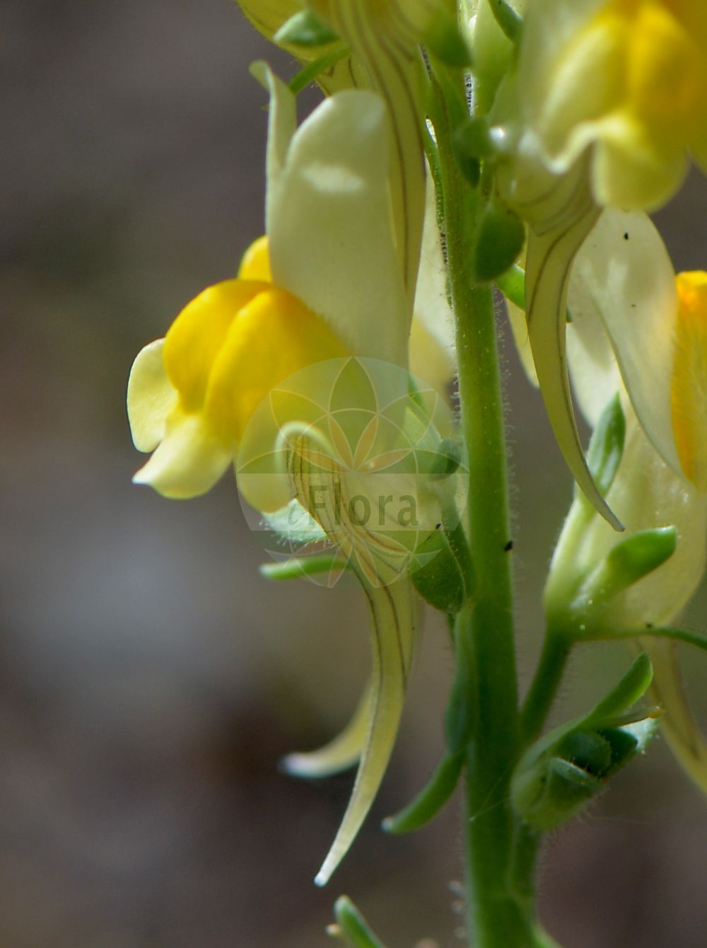 Foto von Linaria supina (Niedriges Leinkraut - Prostrate Toadflax). Das Bild zeigt Bluete. Das Foto wurde in Karlsruhe, Baden-Württemberg, Deutschland aufgenommen. ---- Photo of Linaria supina (Niedriges Leinkraut - Prostrate Toadflax). The image is showing flower. The picture was taken in Karlsruhe, Baden-Wuerttemberg, Germany.(Linaria supina,Niedriges Leinkraut,Prostrate Toadflax,Antirrhinum supinum,Linaria maritima,Linaria masedae,Linaria multicaulis,Linaria pyrenaica,Linaria supina (L.) Chaz.,Linaria supina,Niedriges Leinkraut,Prostrate Toadflax,Lesser Butter And Eggs,Pyrenean Toadflax,Linaria,Leinkraut,Toadflax,Plantaginaceae,Wegerichgewächse,Plantain family,Bluete,flower)