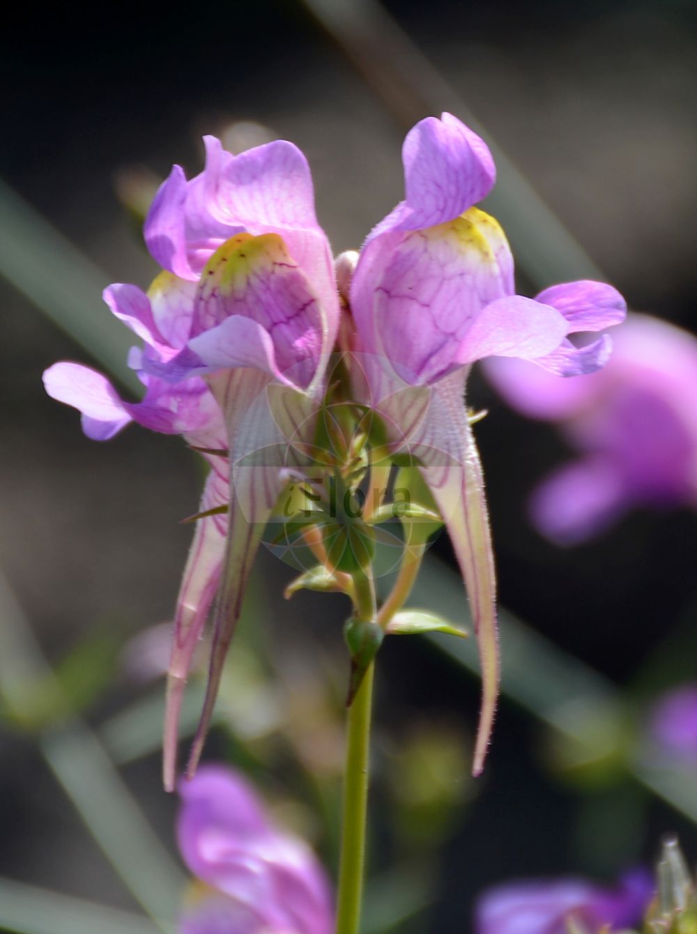 Foto von Linaria triornithophora. Das Bild zeigt Bluete. Das Foto wurde in Dresden, Sachsen, Deutschland aufgenommen. ---- Photo of Linaria triornithophora. The image is showing flower. The picture was taken in Dresden, Sachsen, Germany.(Linaria triornithophora,Antirrhinum triornithophorum,Linaria triornithophora,Linaria,Leinkraut,Toadflax,Plantaginaceae,Wegerichgewächse,Plantain family,Bluete,flower)