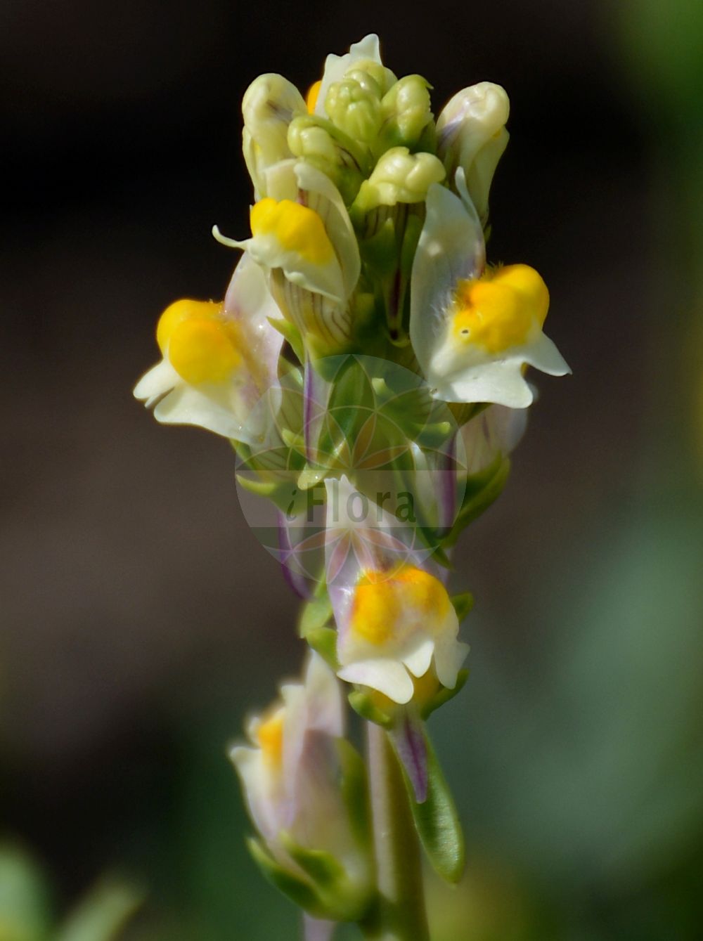 Foto von Linaria triphylla. Das Bild zeigt Bluete. Das Foto wurde in Dresden, Sachsen, Deutschland aufgenommen. ---- Photo of Linaria triphylla. The image is showing flower. The picture was taken in Dresden, Sachsen, Germany.(Linaria triphylla,Antirrhinum triphyllum,Linaria triphylla,Linaria,Leinkraut,Toadflax,Plantaginaceae,Wegerichgewächse,Plantain family,Bluete,flower)